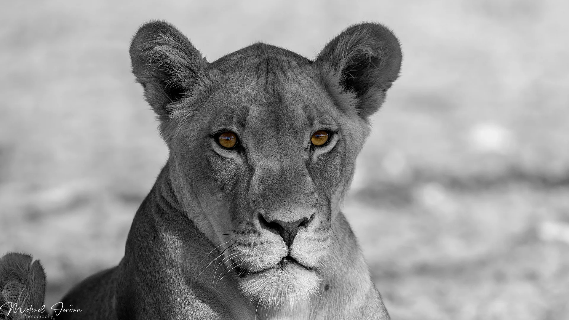 African Lion