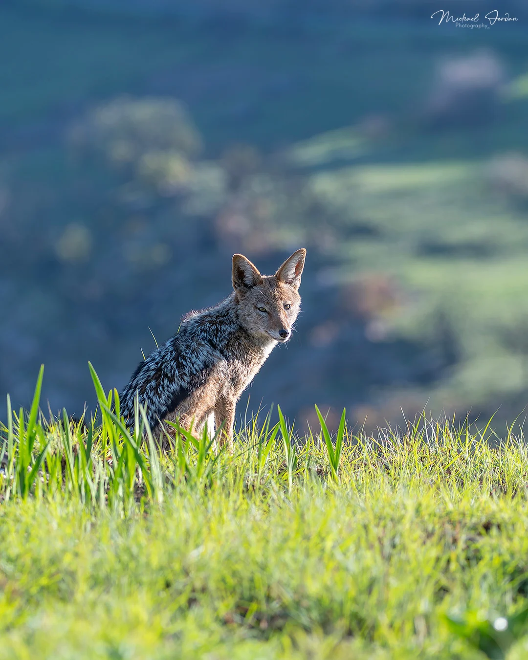 Black-backed Jackal