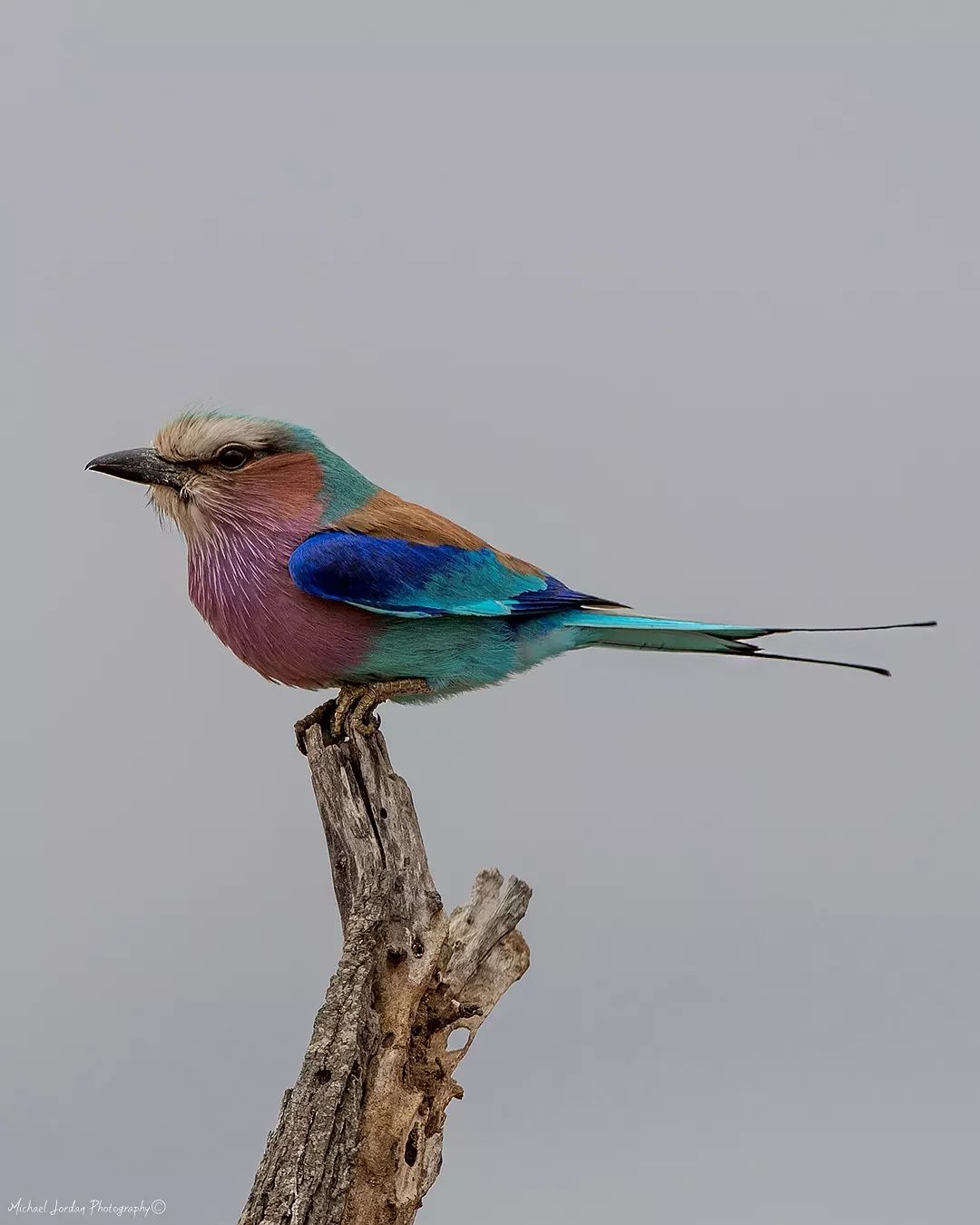 Lilac-breasted roller