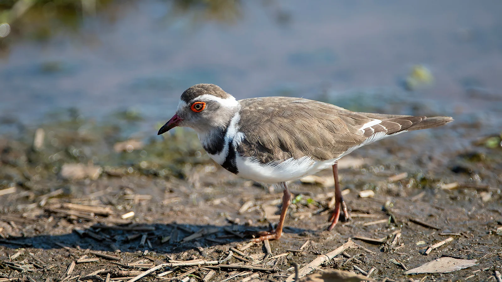 Three-banded plover, Mondi Canal