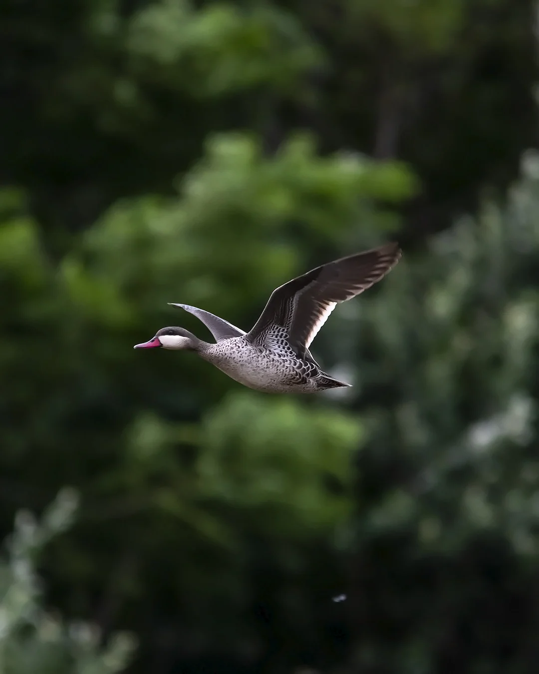 Red-billed Teal