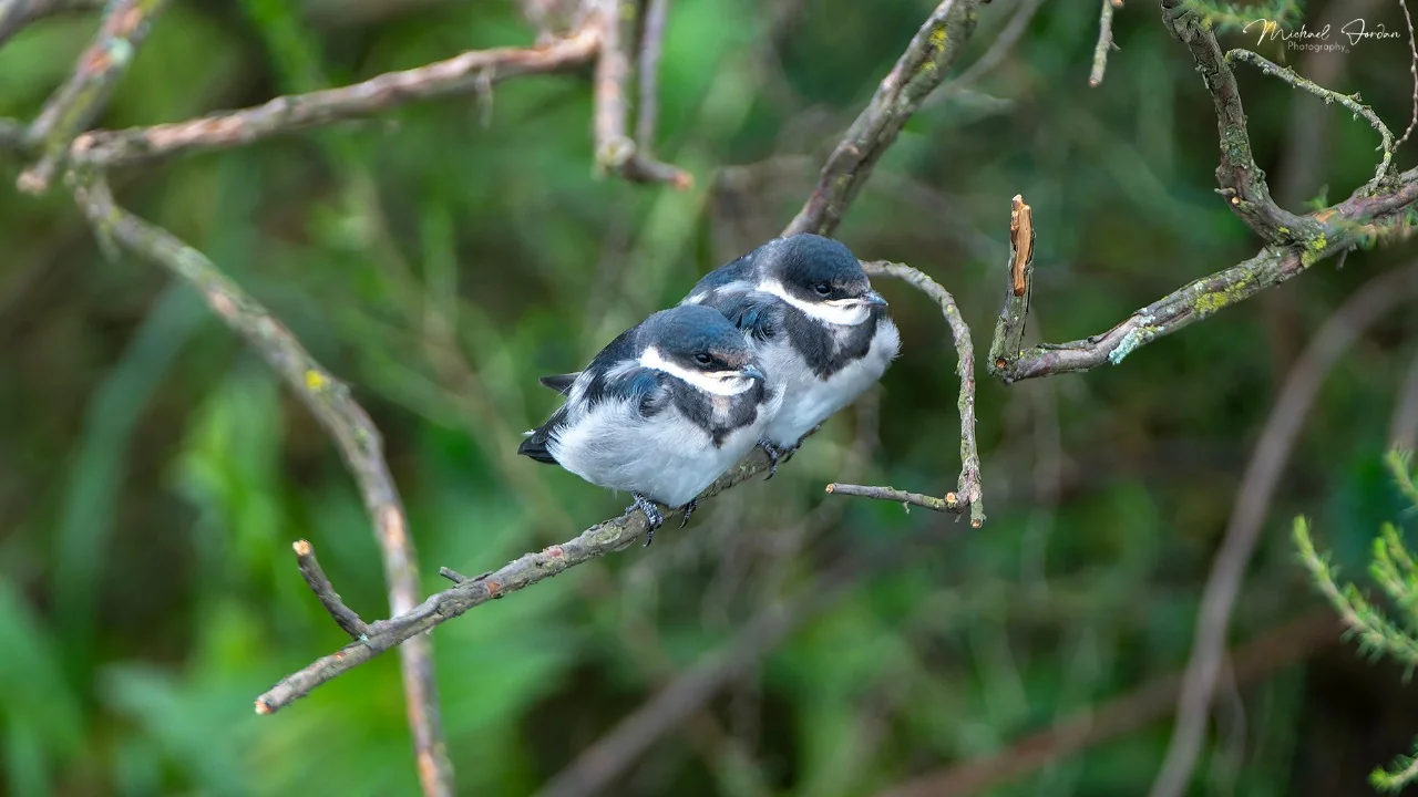 White-throated Swallow (Juvenile)