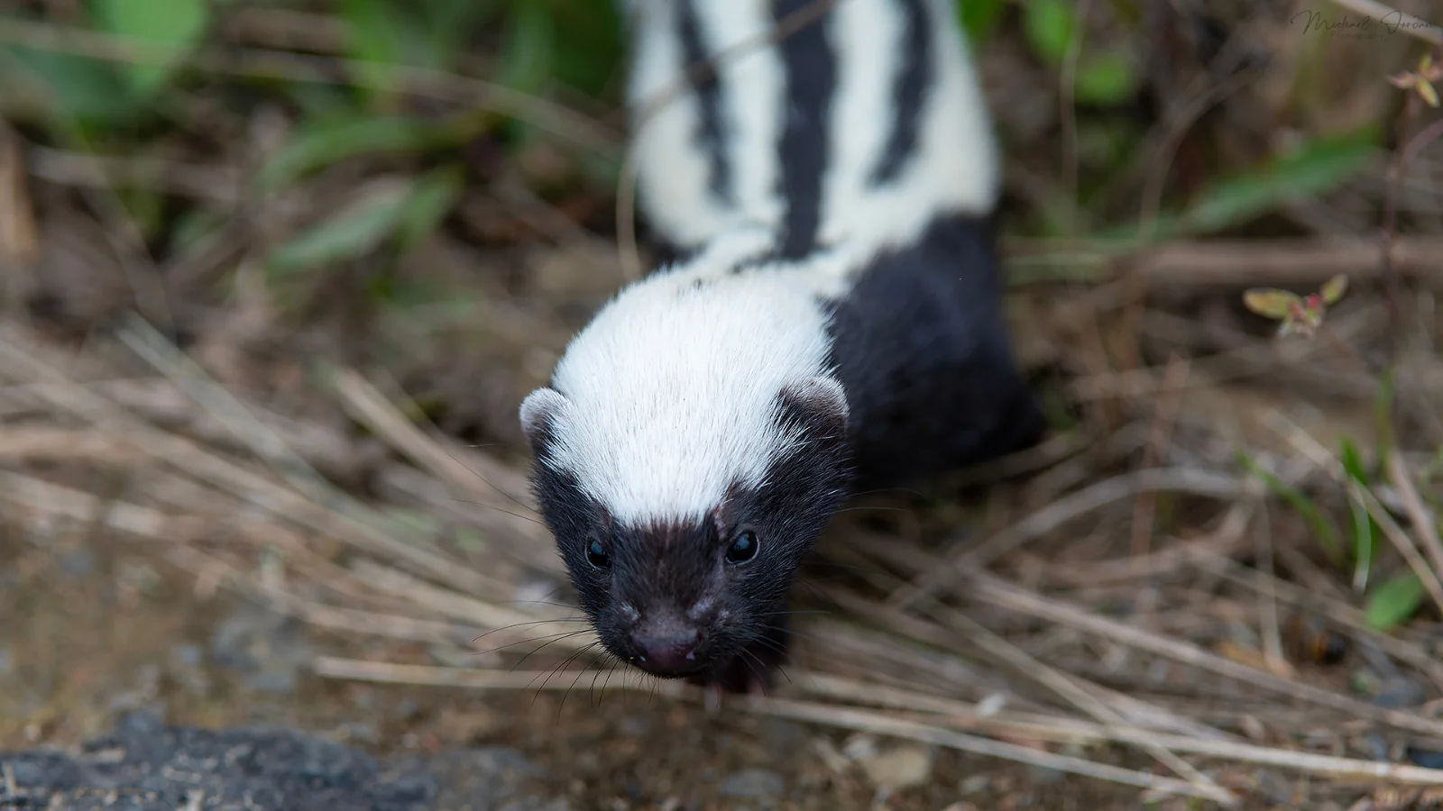 African striped weasel