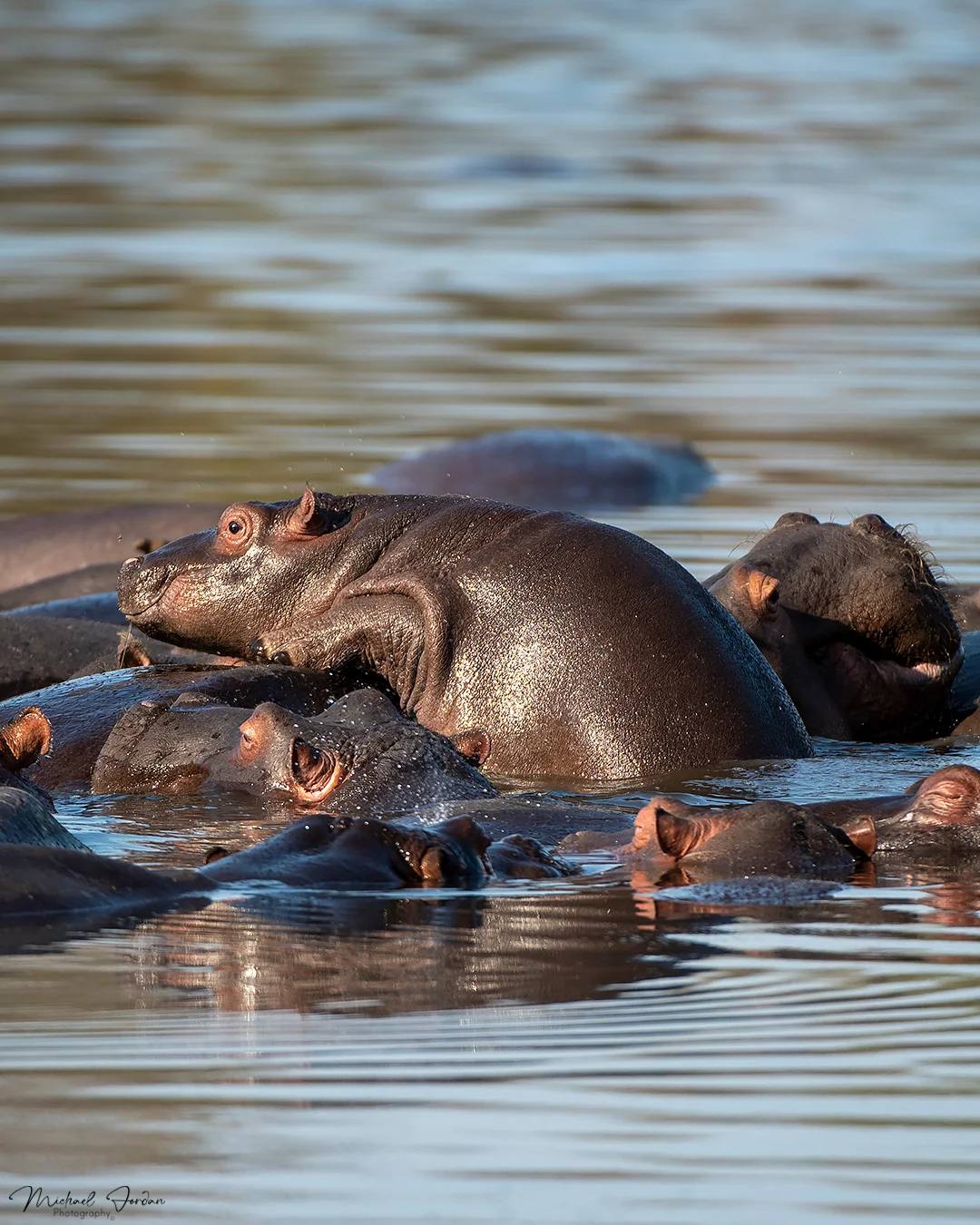Hippopotamus (Young), Kruger National Park