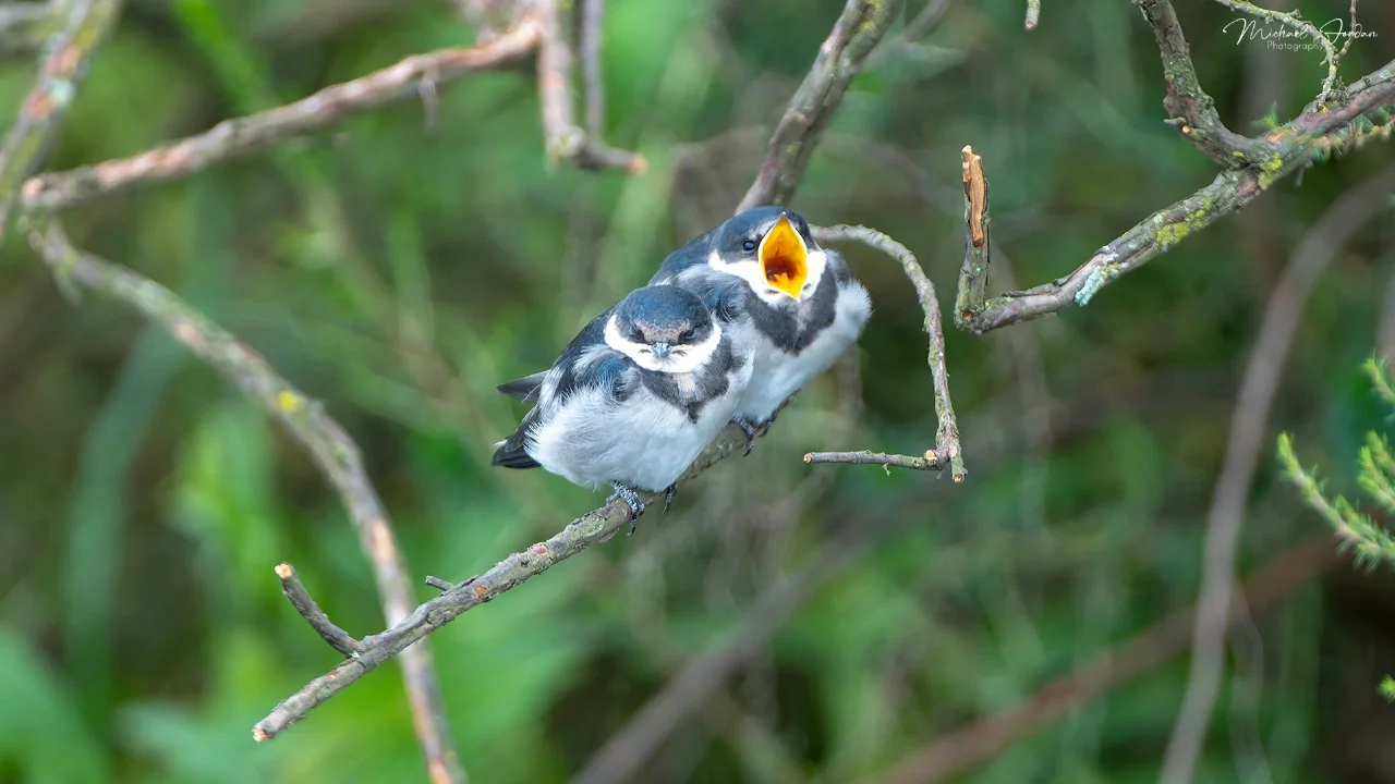 White-throated Swallow (Juvenile), Kamberg Valley