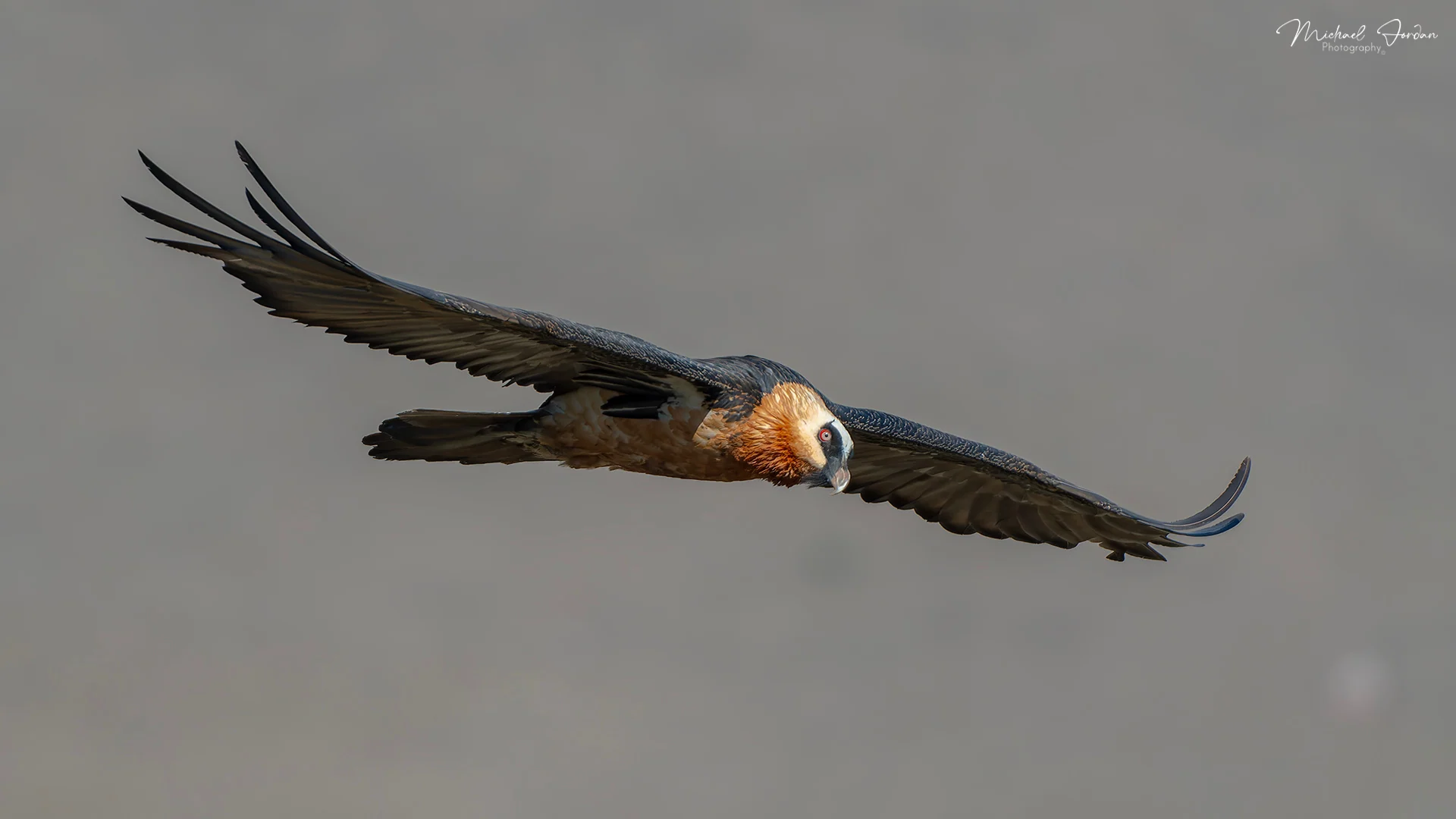Bearded vulture (Adult)