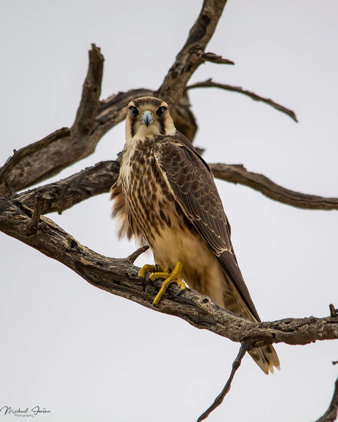 Lanner Falcon, Kgalagadi Transfrontier Park