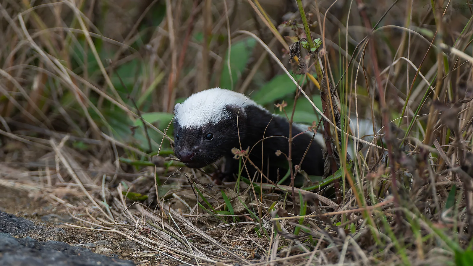 African striped weasel, Nottingham Road