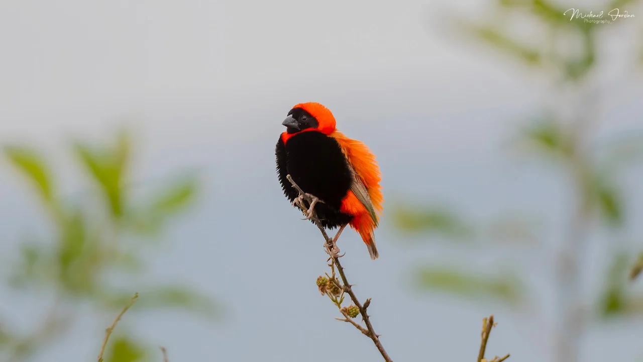 Southern Red Bishop