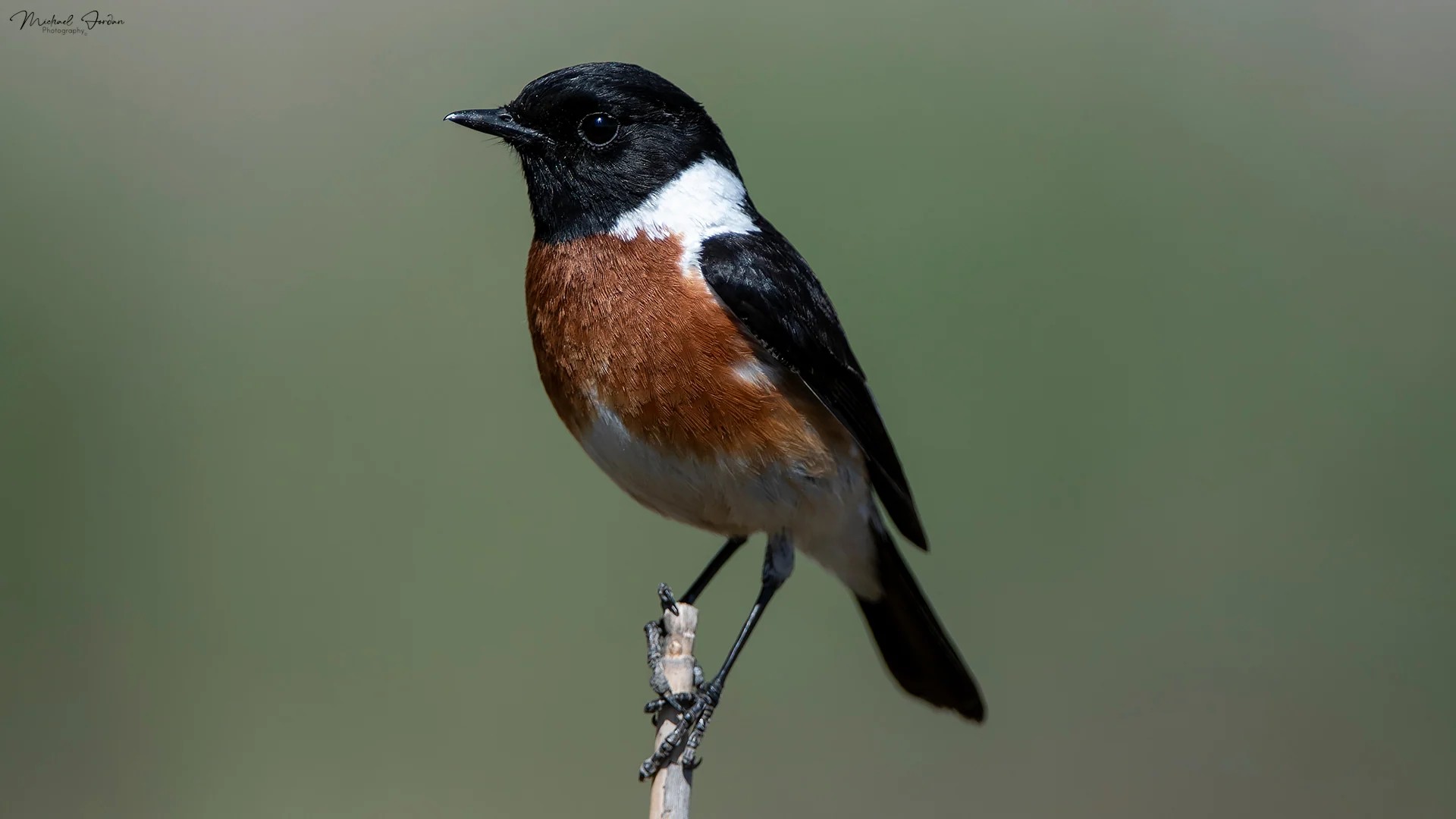 Stone Chat (Male)