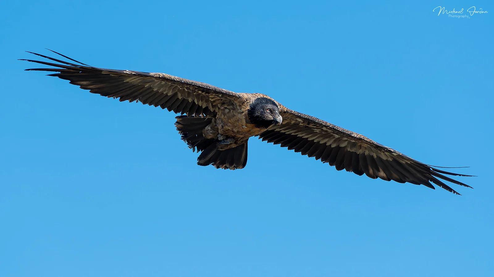 Bearded vulture (Sub Adult), Giants Castle Reserve