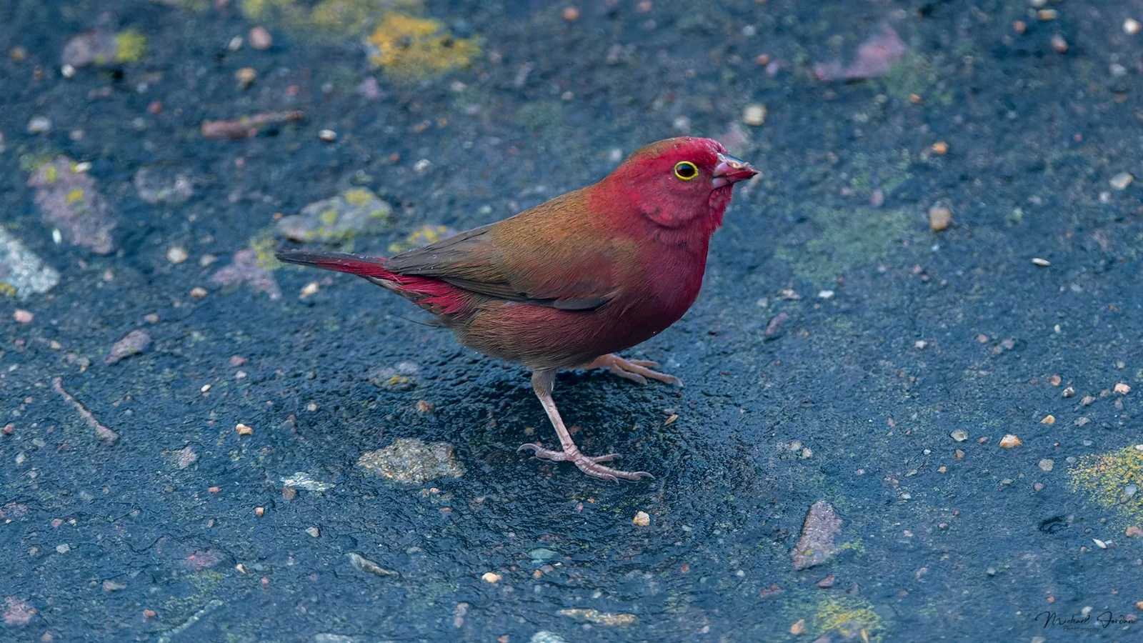 Red-billed Firefinch, Mondi Canal