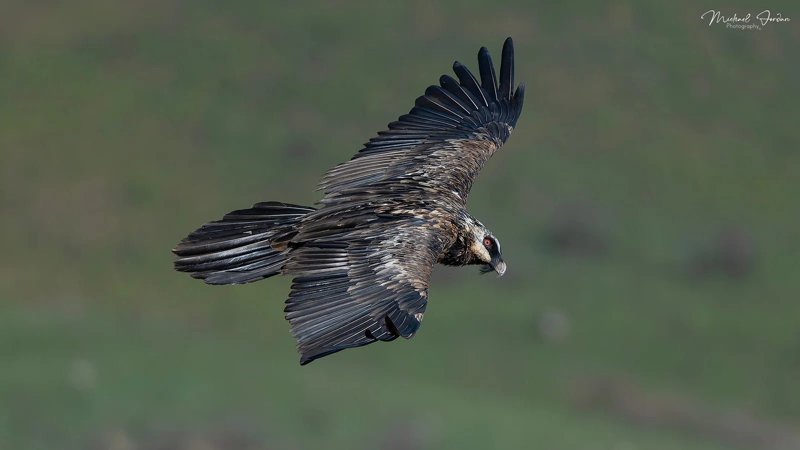 Bearded vulture (Sub Adult), Giants Castle Reserve