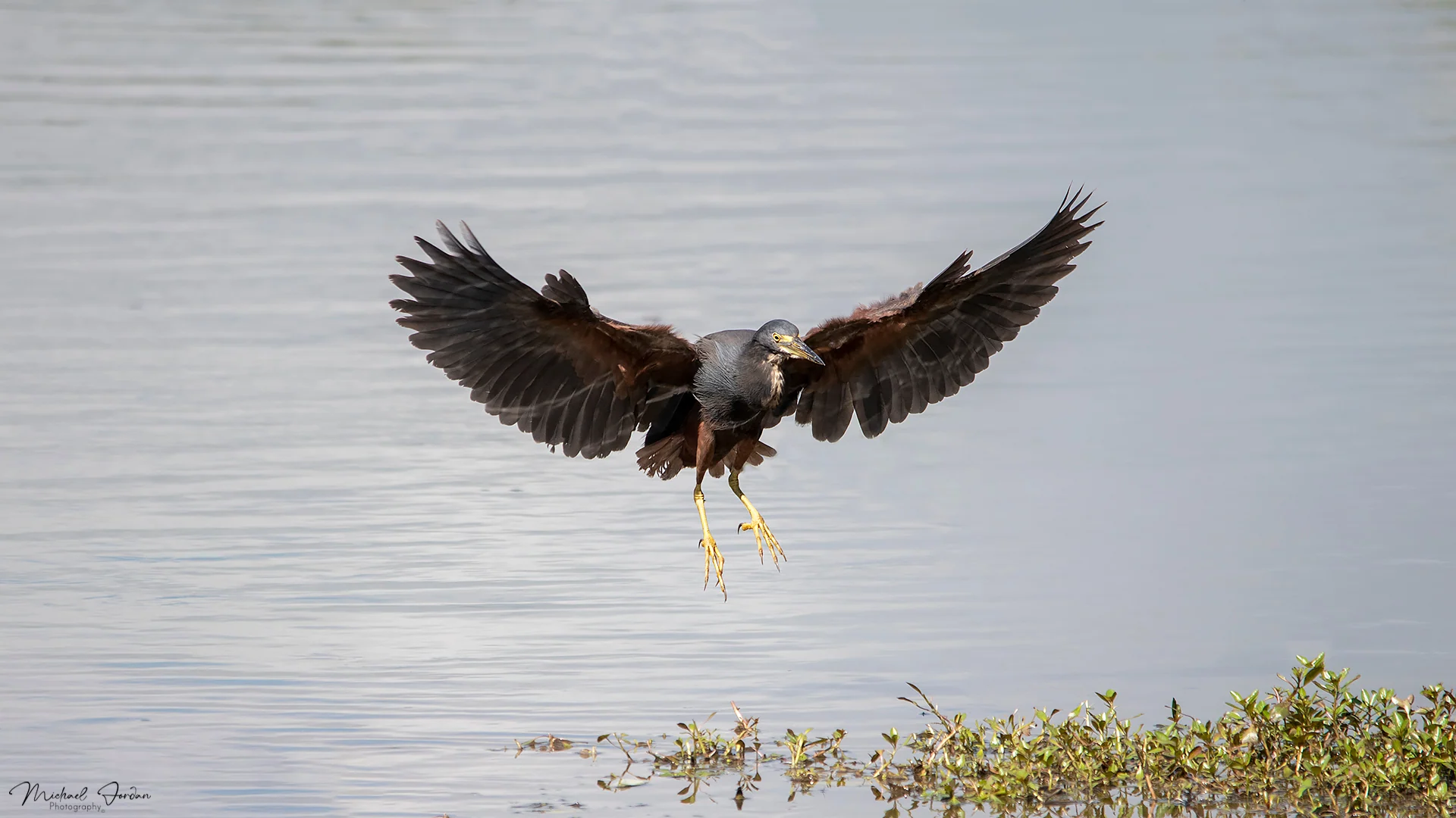 Rufous-bellied heron