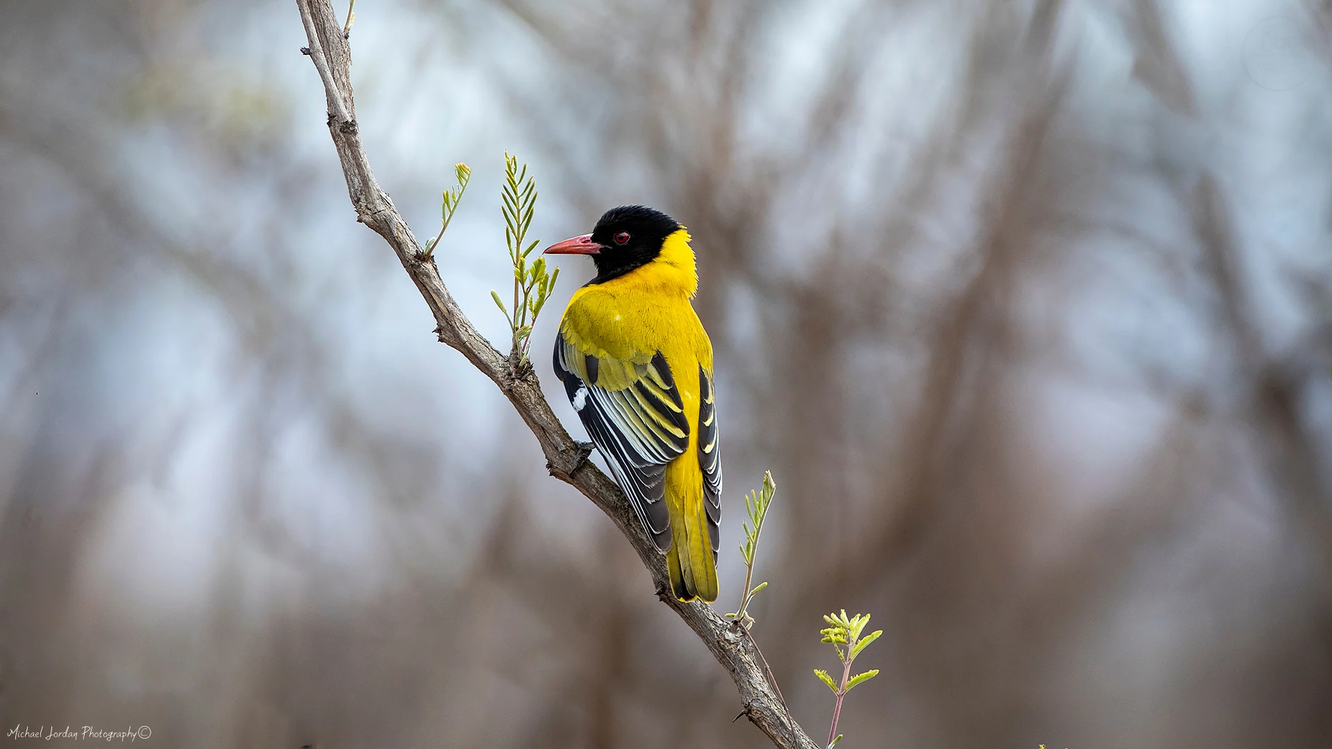 Black Headed Oriole