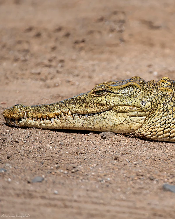 Nile Crocodile
