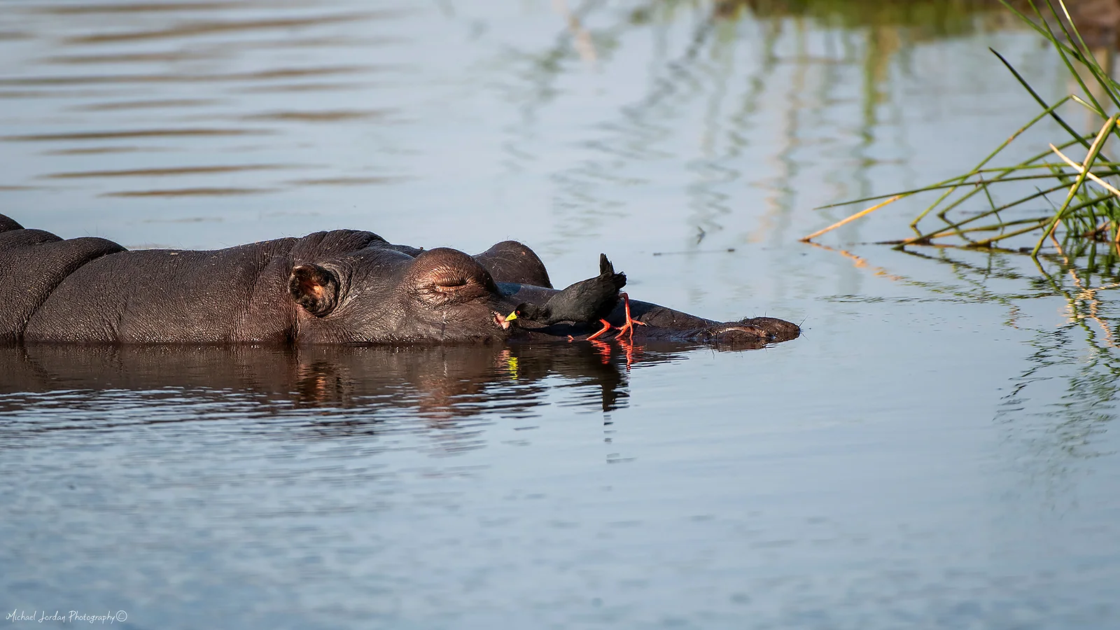 Hippopotamus (With a Black Crake picking at bugs on his wound), Kruger National Park