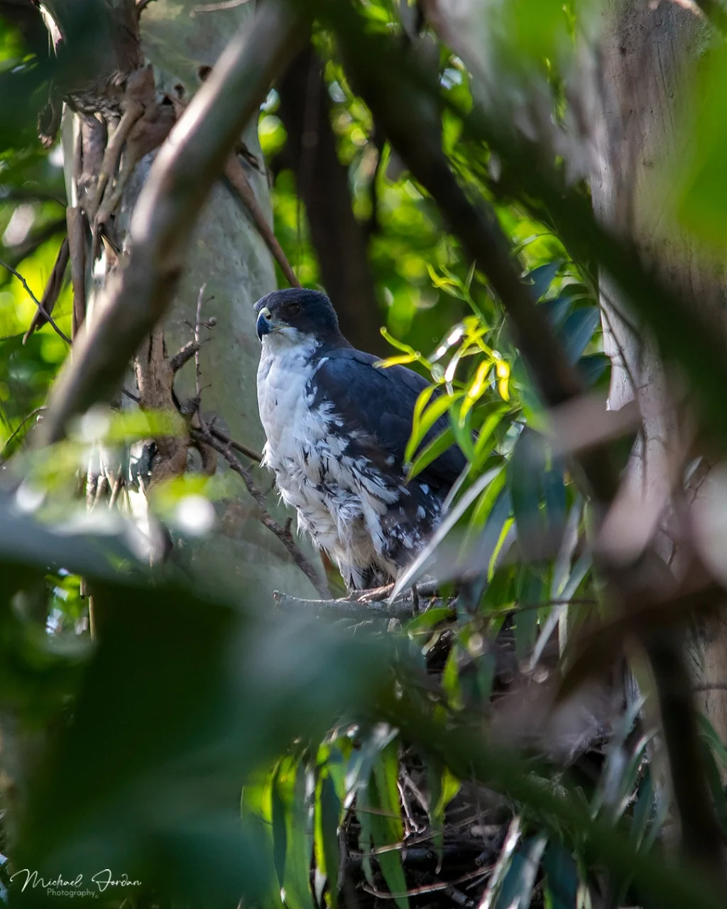 Black Sparrowhawk, Umbogavango Nature Reserve