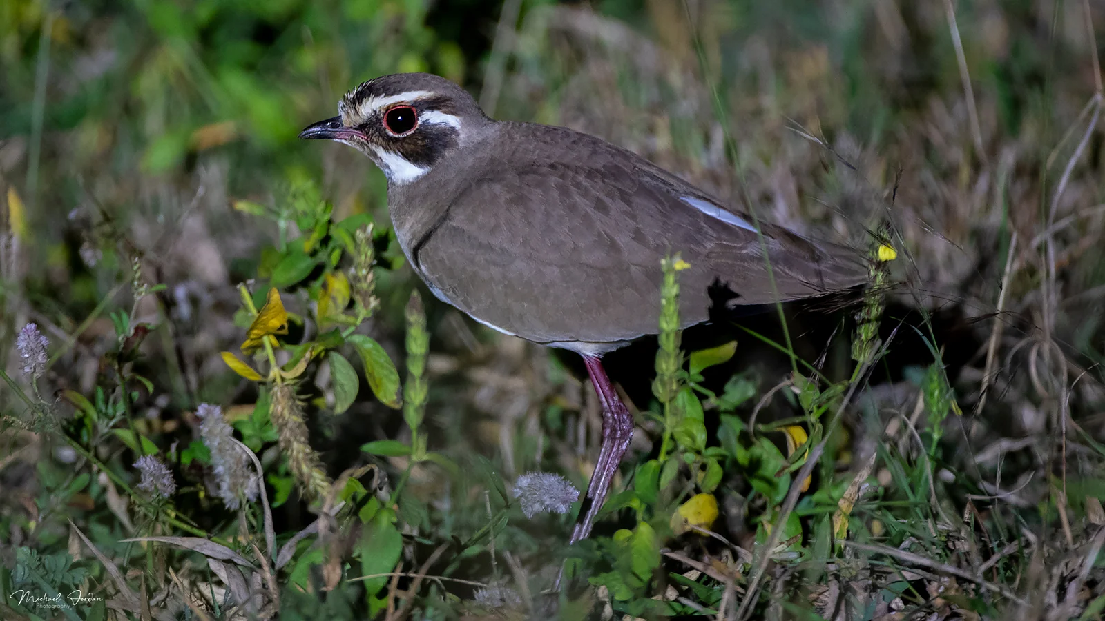 Bronze-winged Courser, Hluhluwe-iMfolozi Park