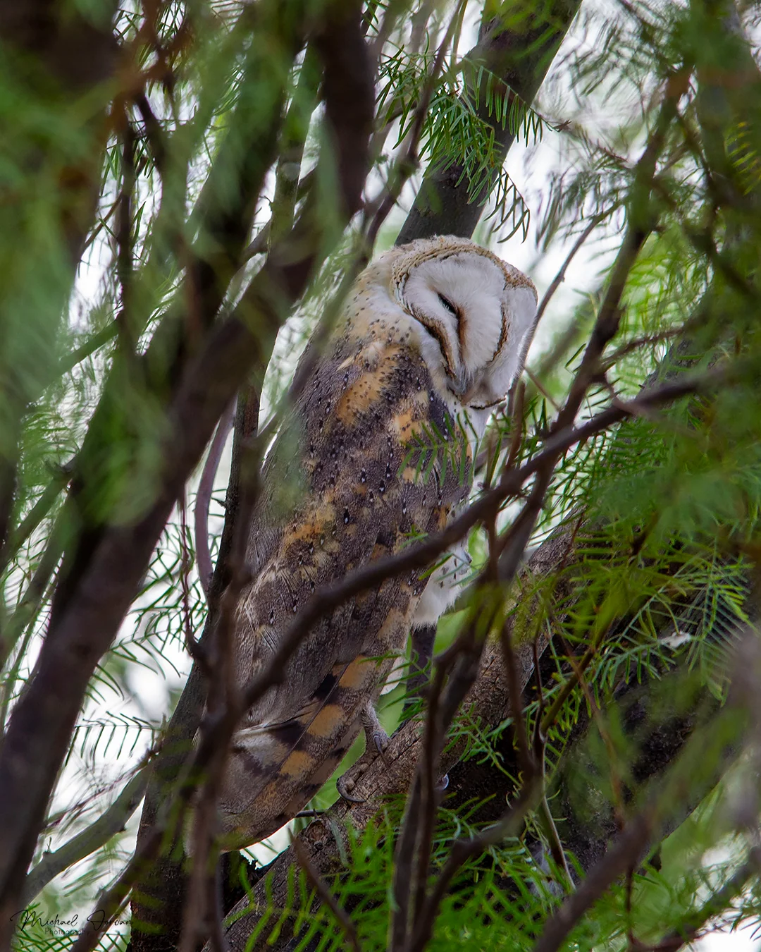 Barn owl, Kgalagadi Transfrontier Park
