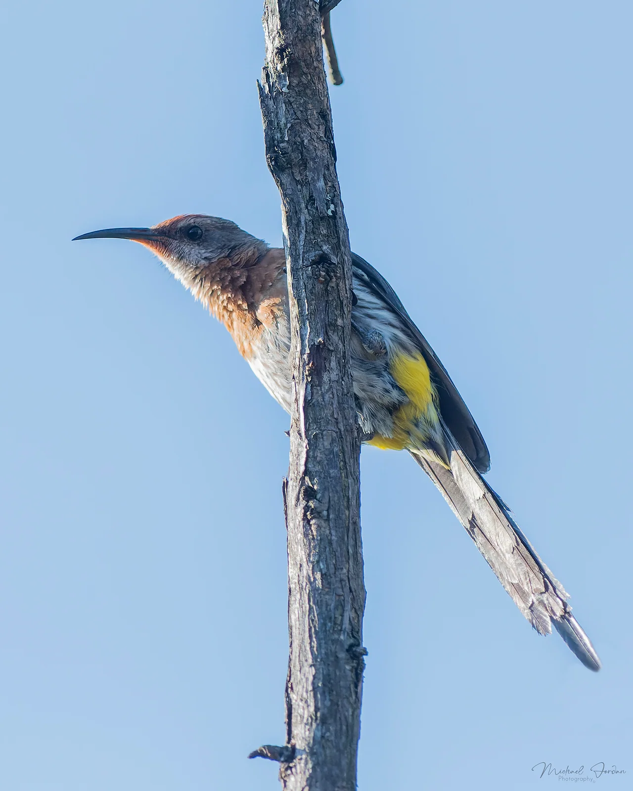 Gurney's sugarbird, Giants Castle Reserve