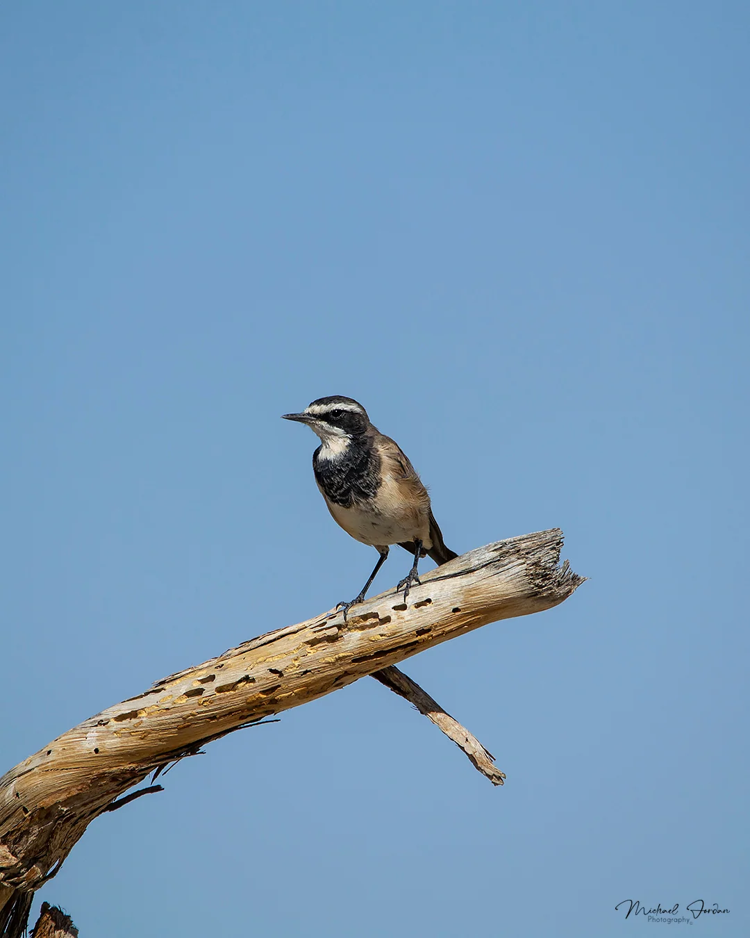 Capped wheatear, Kruger National Park