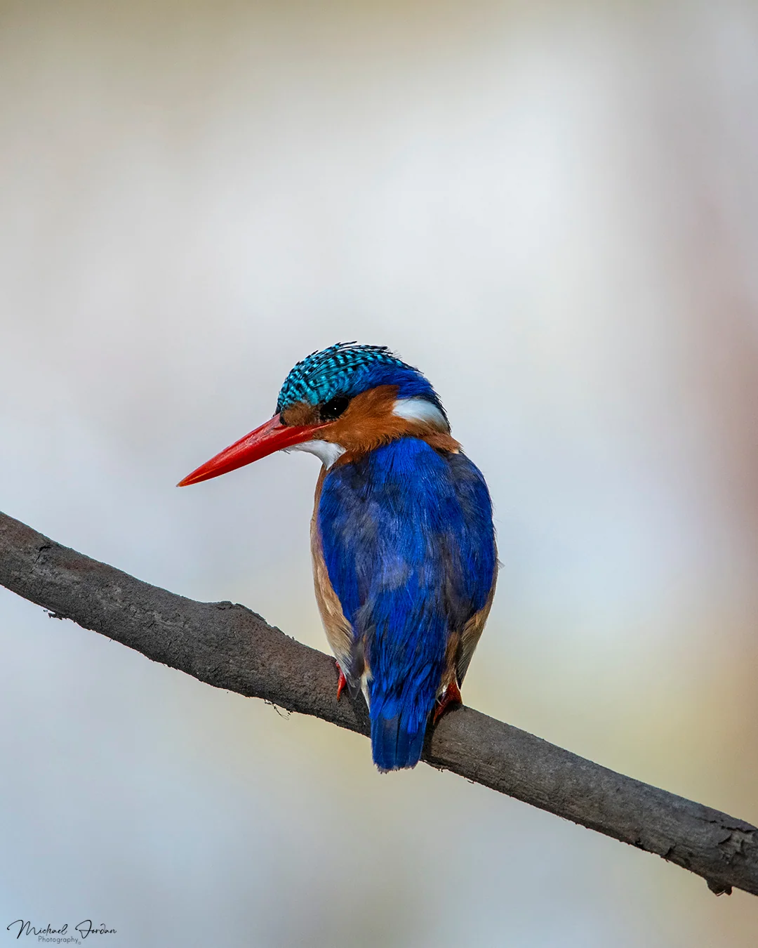 Malachite kingfisher, Umbogavango Nature Reserve