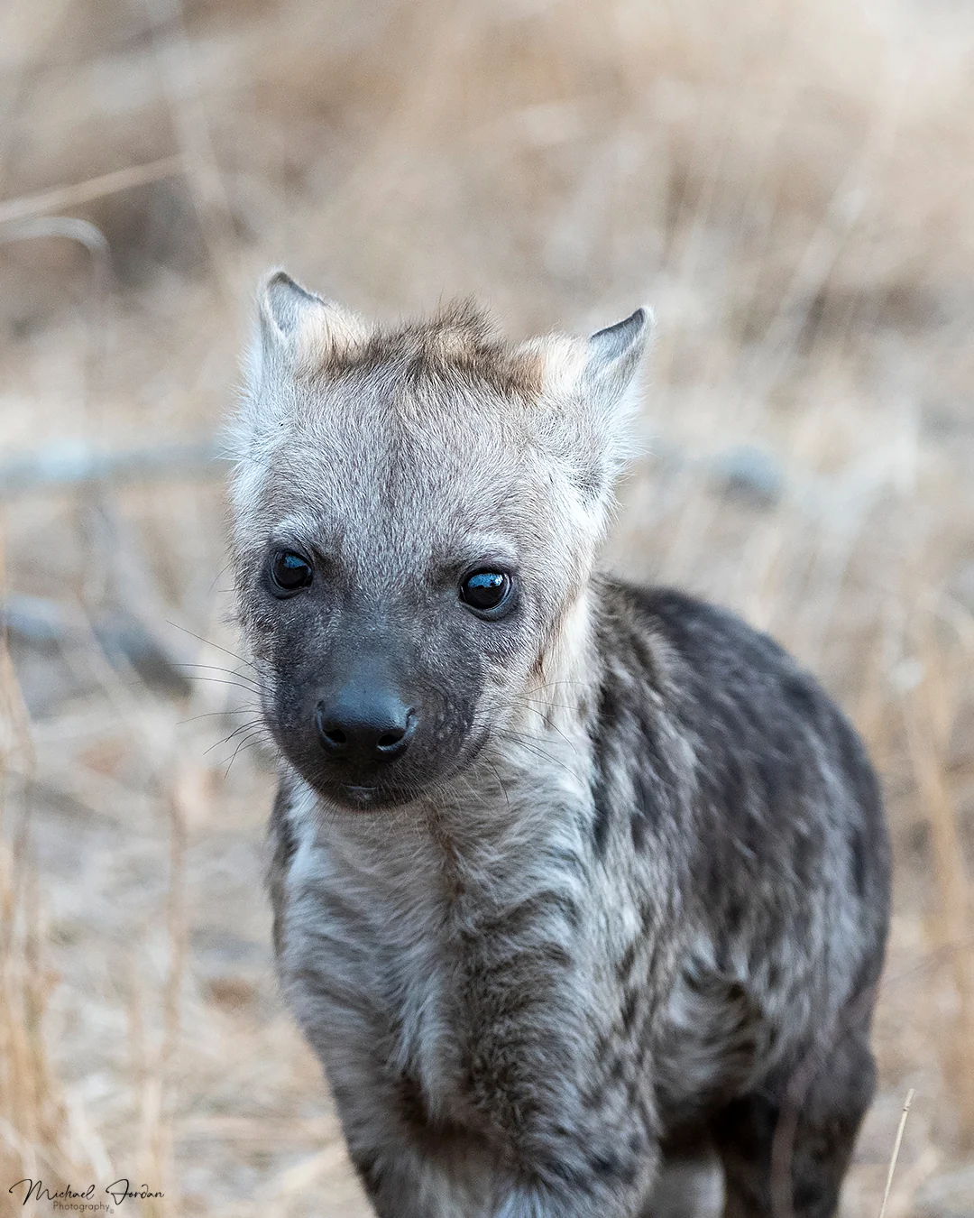 Spotted Hyena (Juvenile)