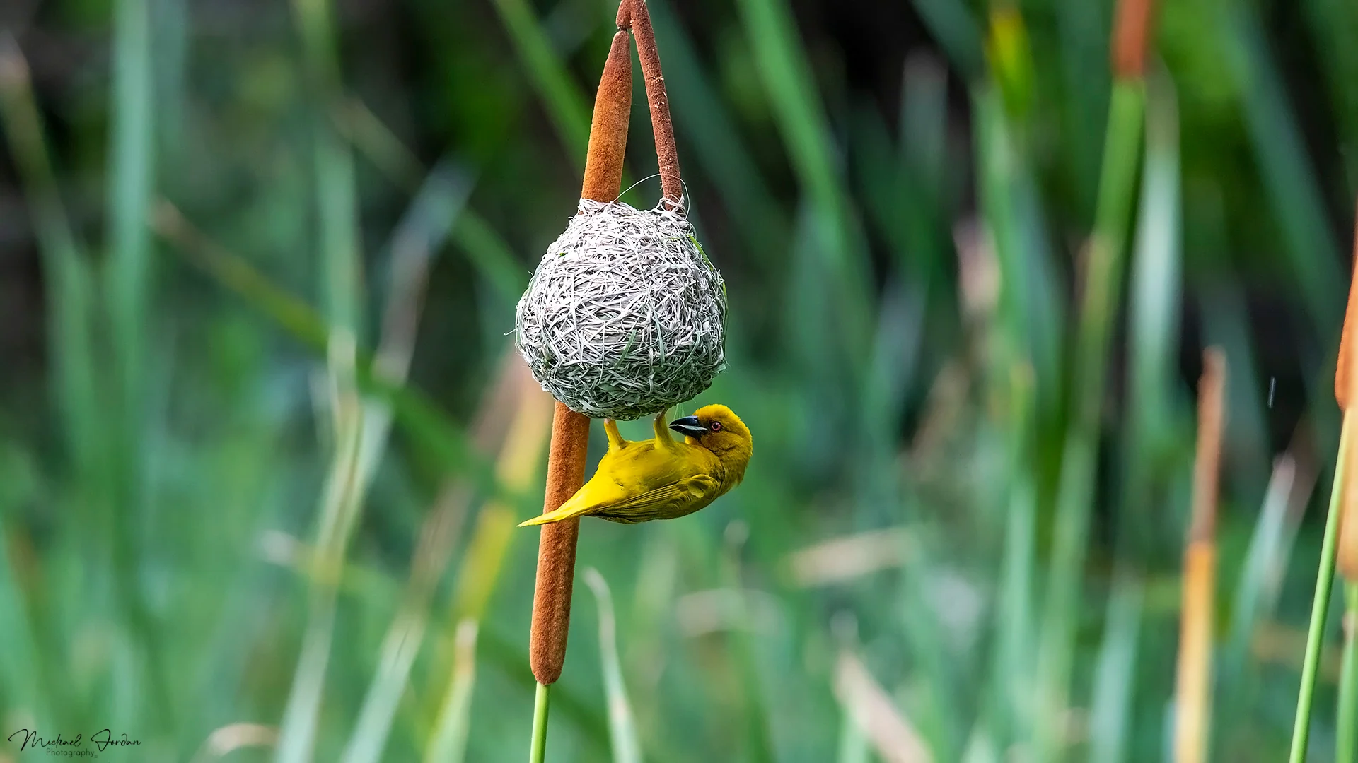 Speckled Weaver