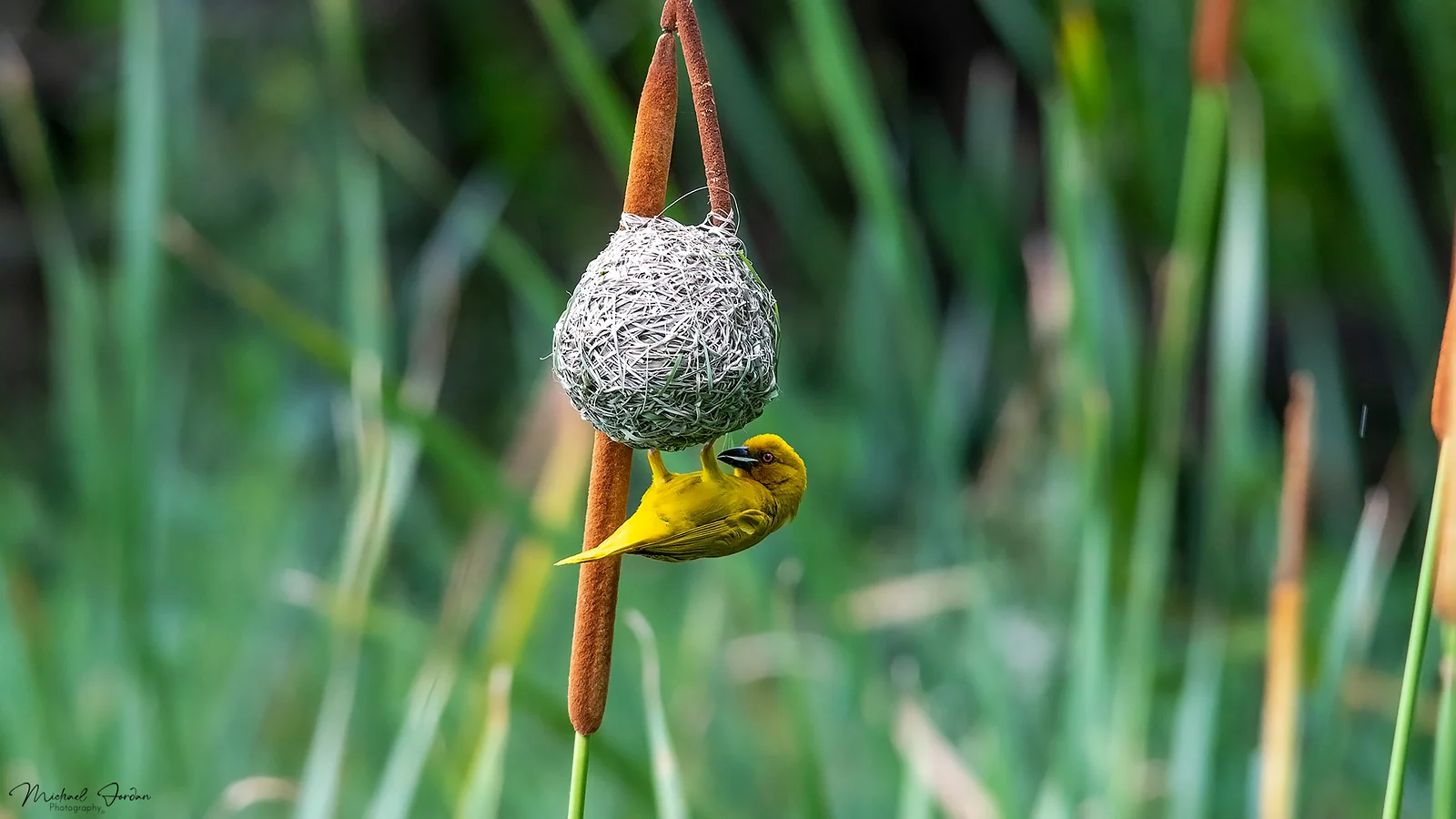 Speckled Weaver, Umbogavango Nature Reserve