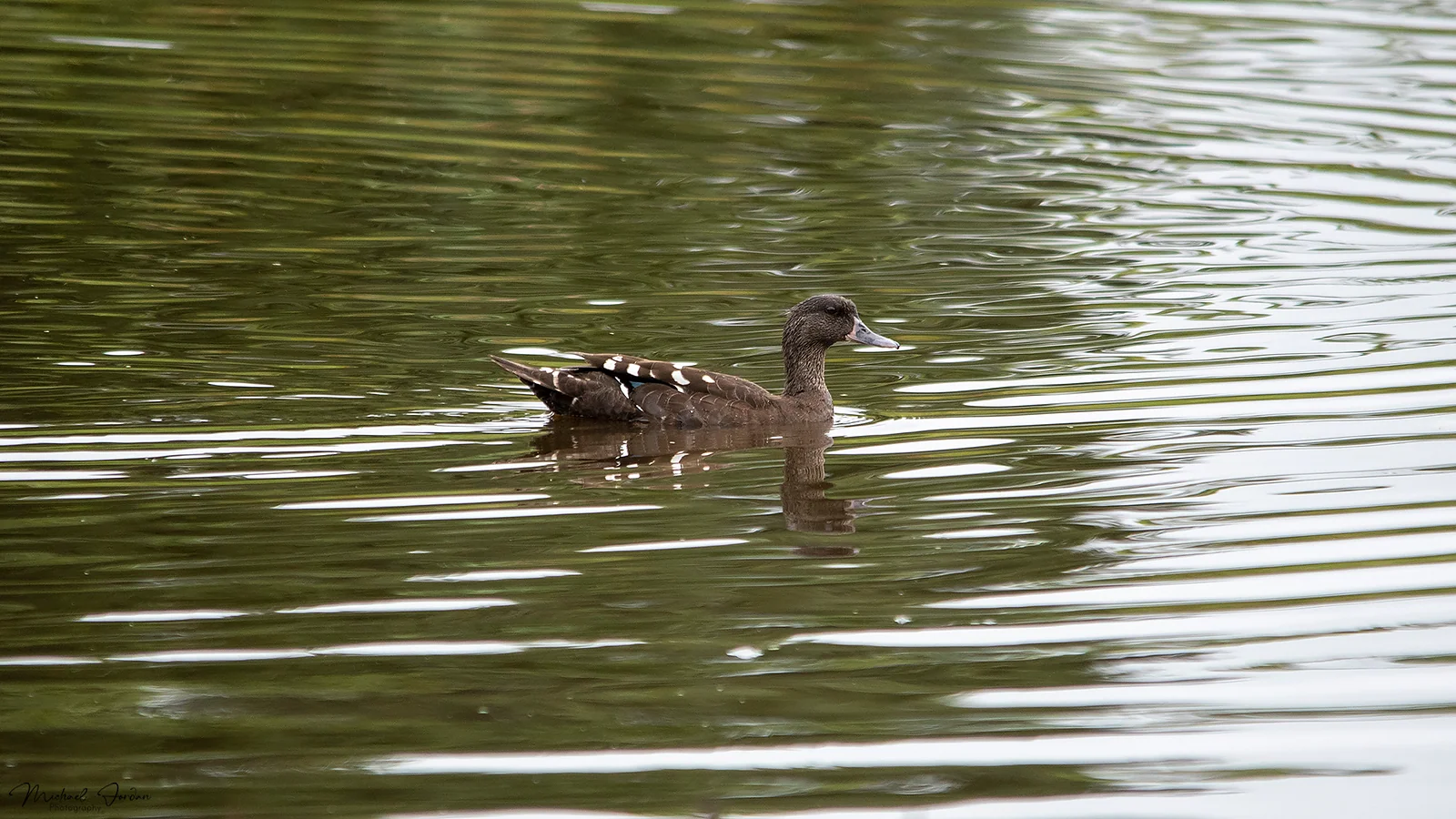 African black duck, Umbogavango Nature Reserve