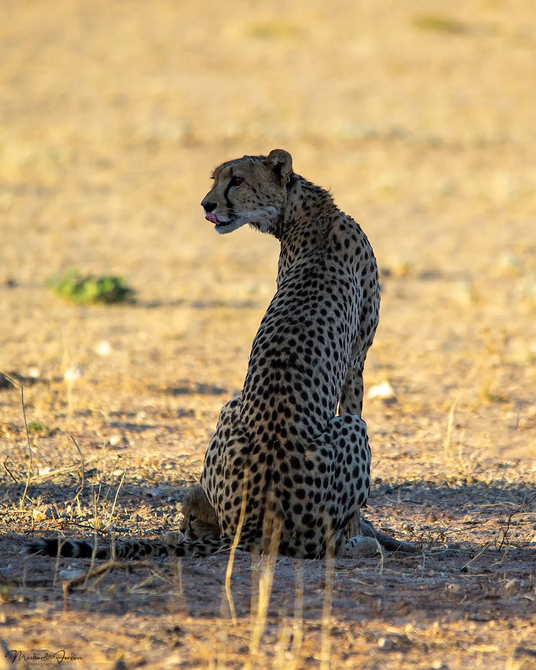 South African cheetah (With a cub)