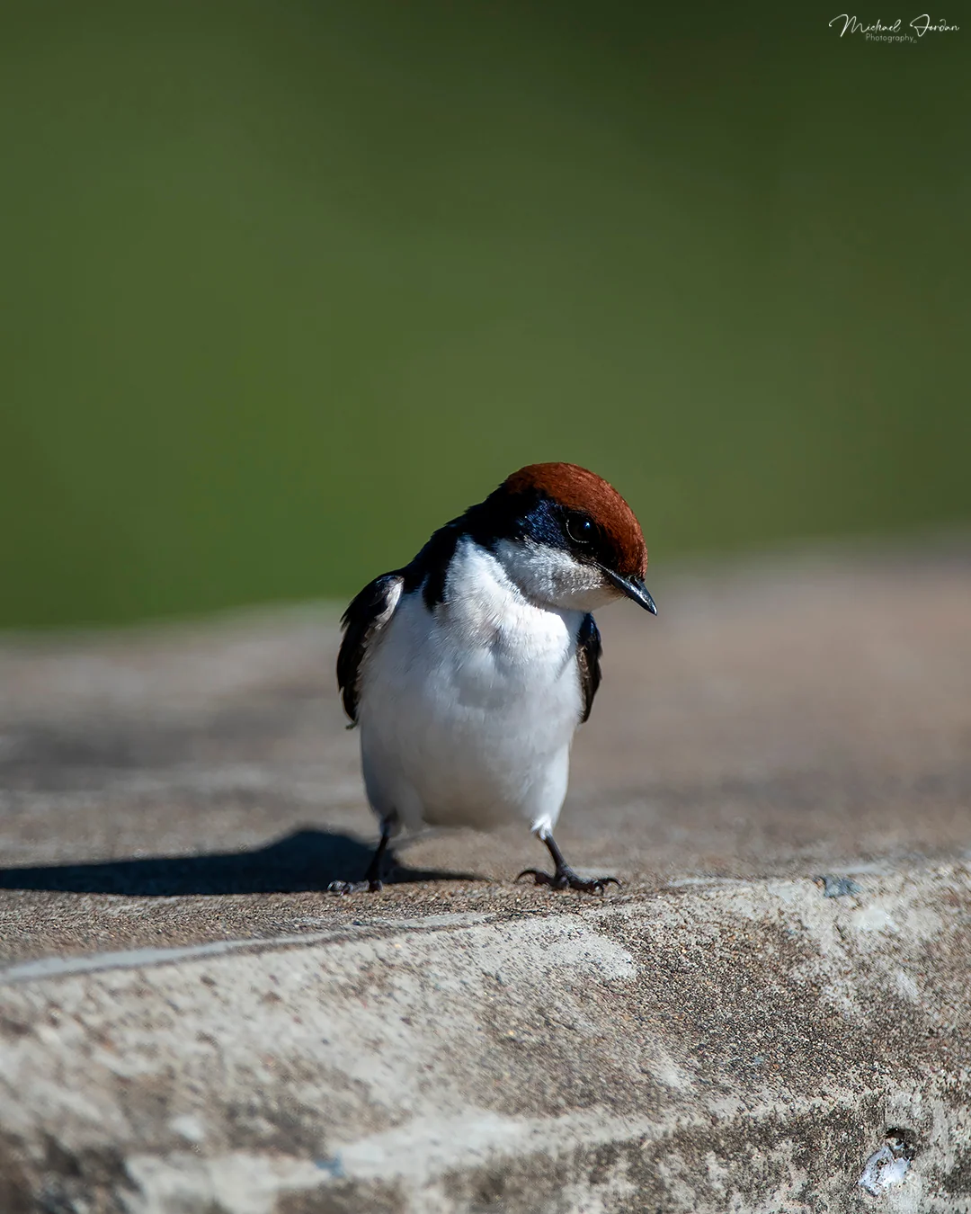 White-throated Swallow, Kruger National Park