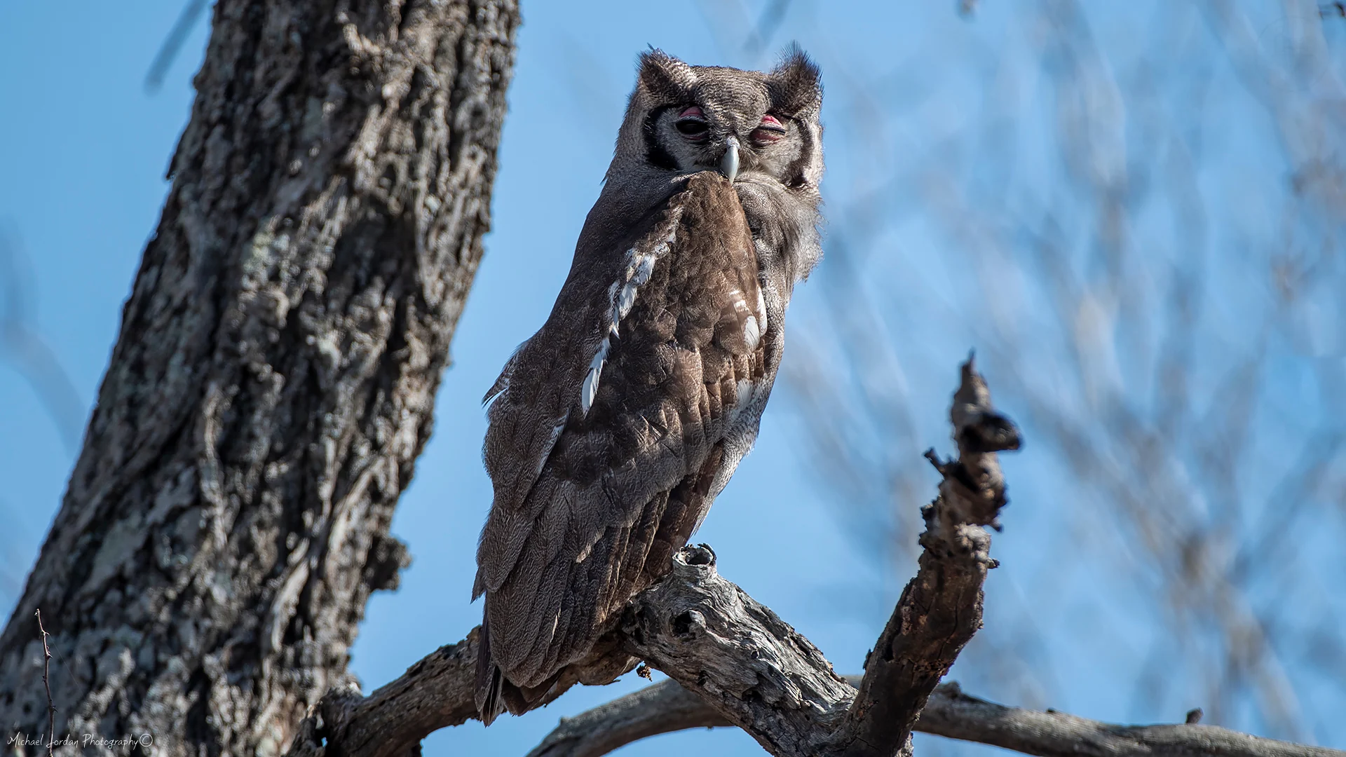 Verreaux's eagle-owl