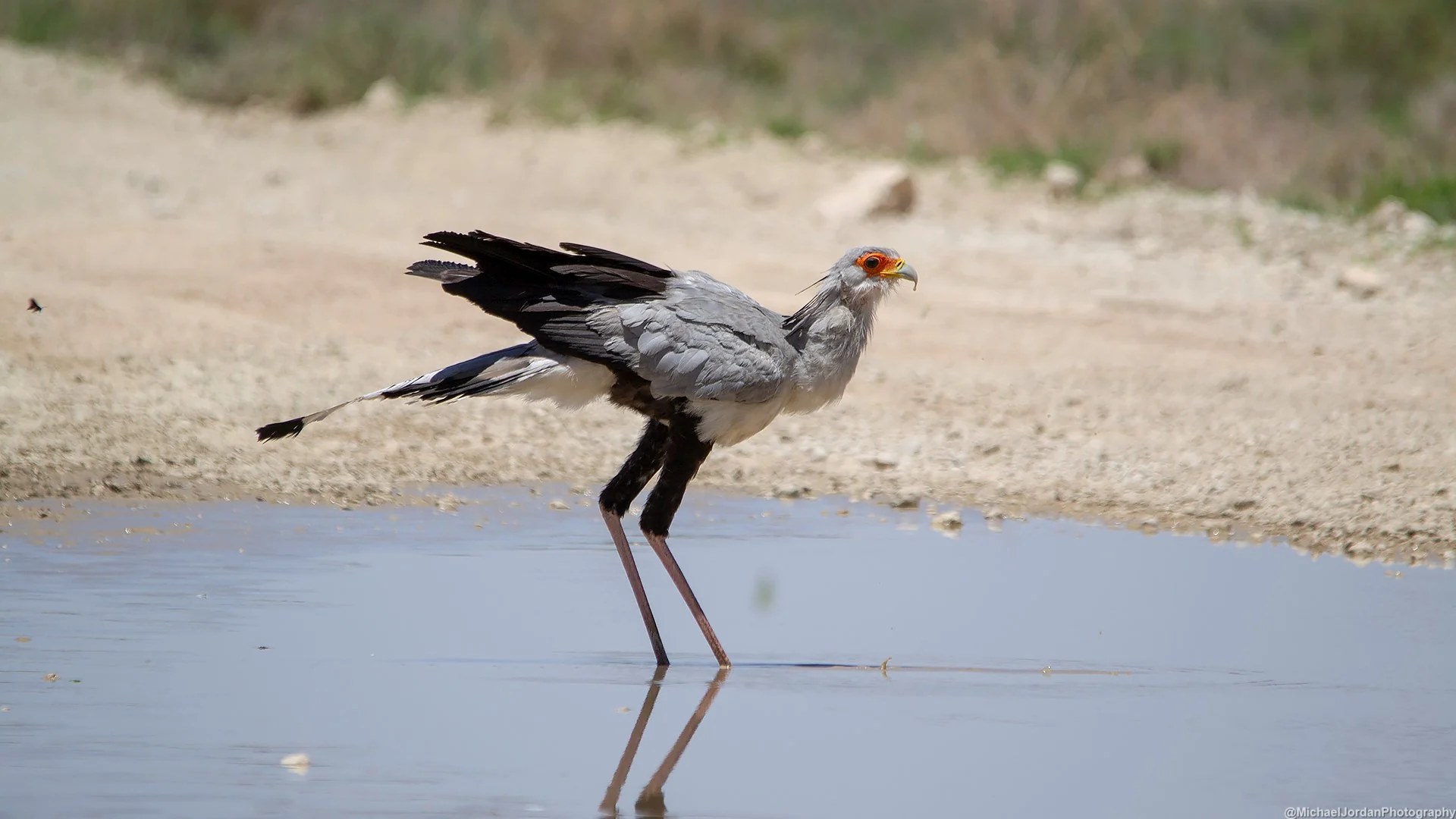 Secretarybird
