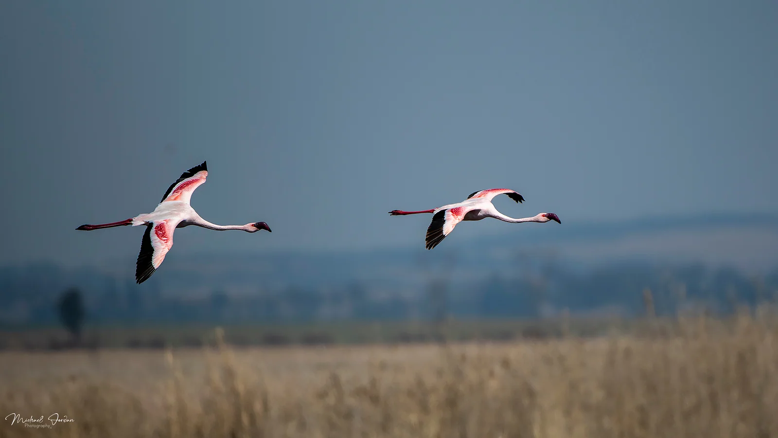Lesser Flamingo, Marrivale Bird Sanctuary