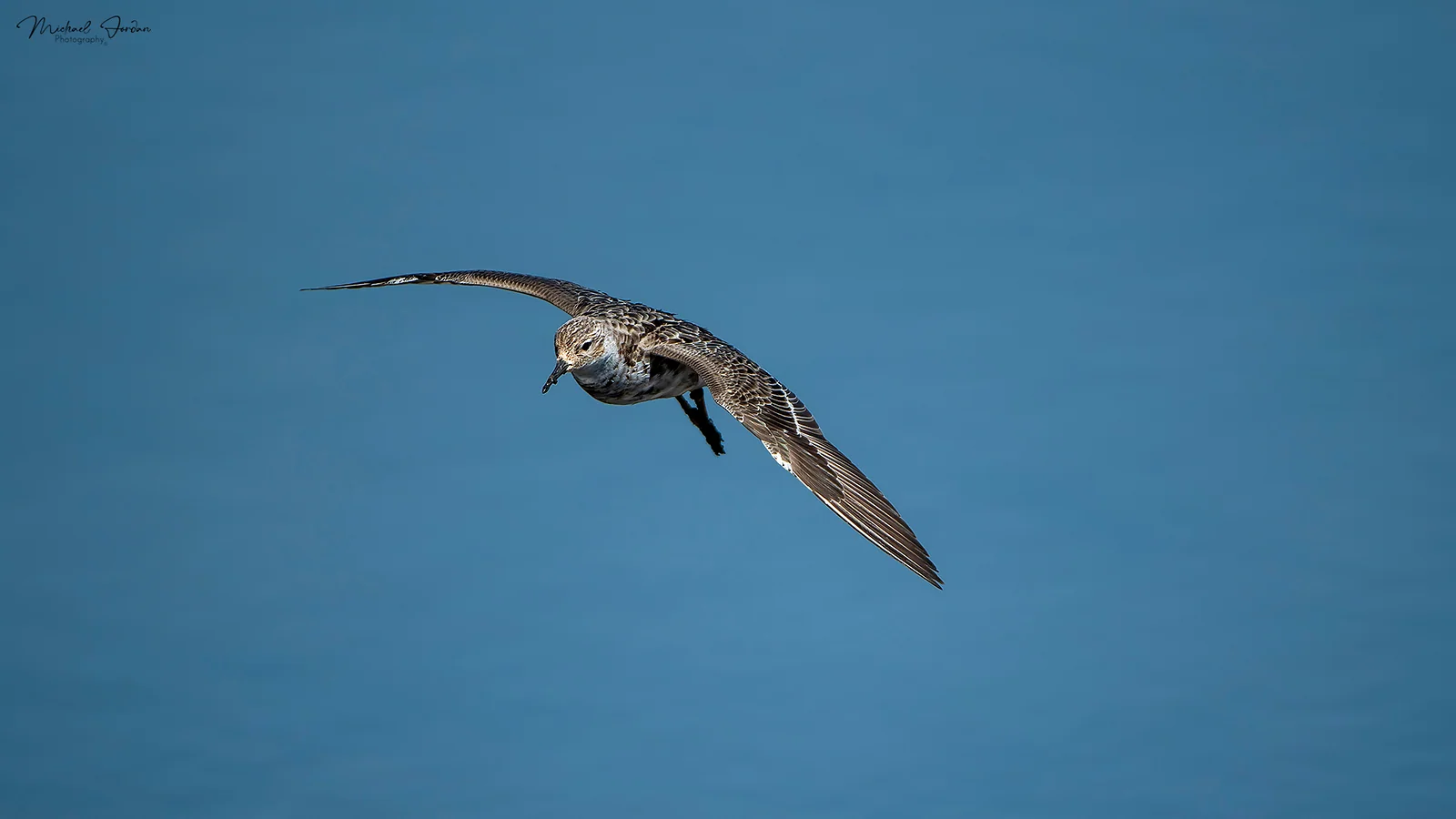 Curlew Sandpiper, Marrivale Bird Sanctuary