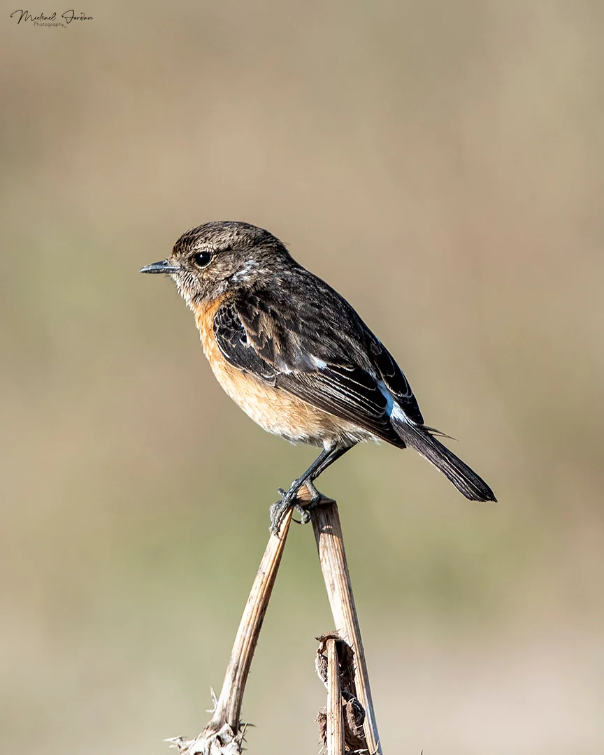 Stone Chat (Female)