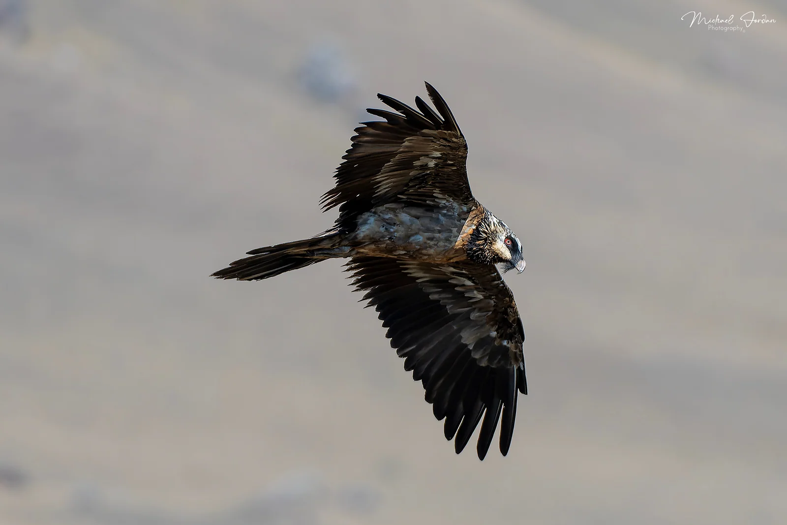 Bearded vulture (Sub Adult), Giants Castle Reserve