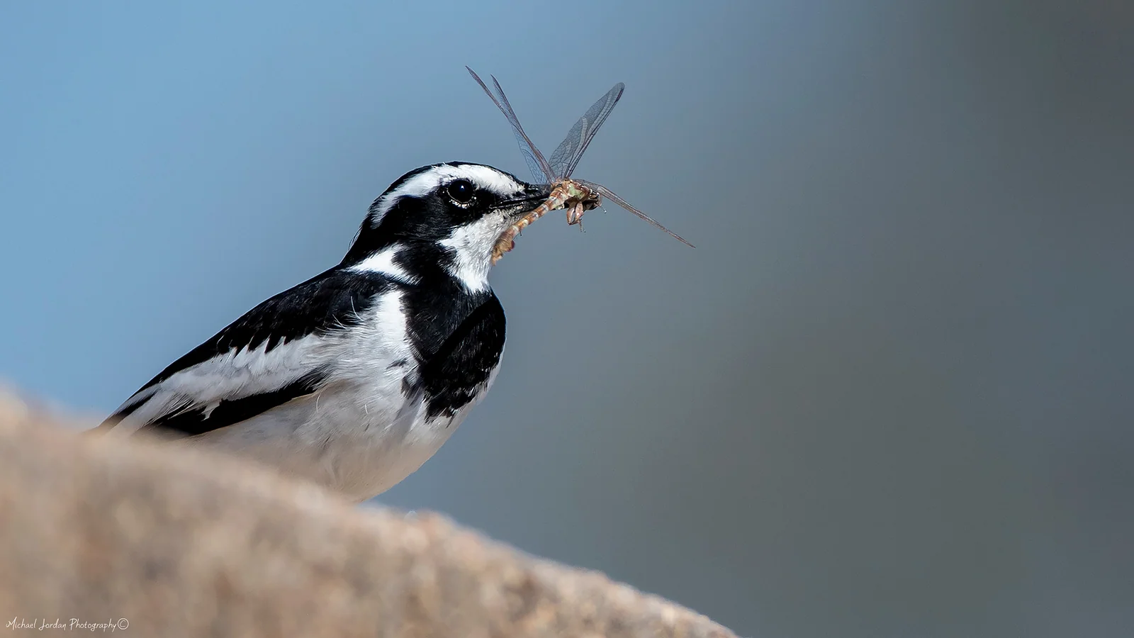 African Pied Wagtail, Kruger National Park