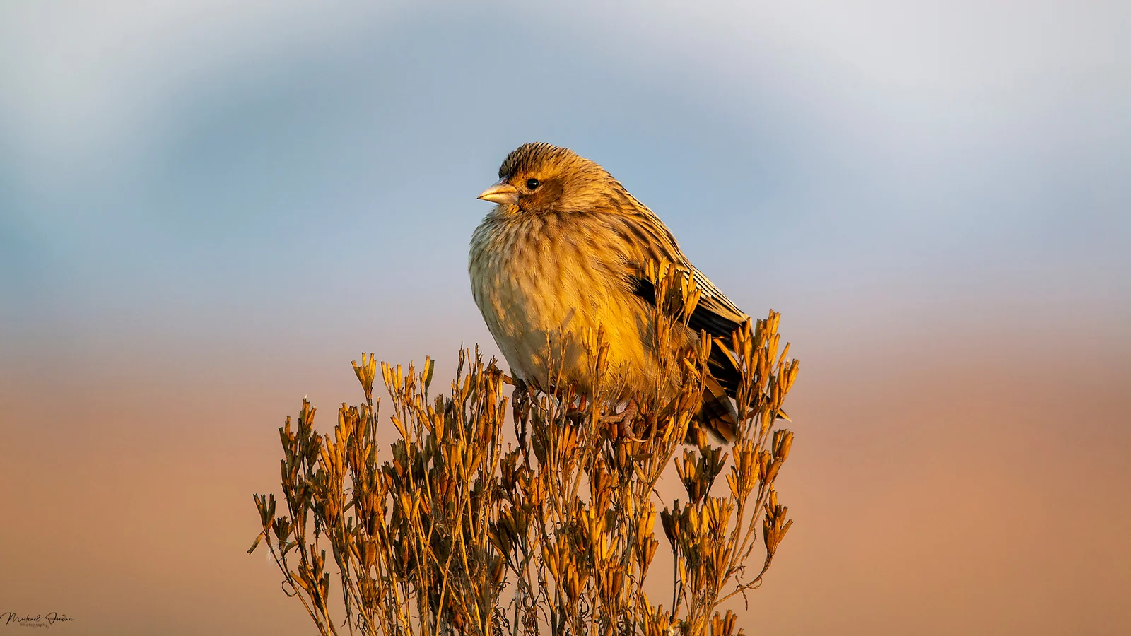 Widow Bird (None Breeding Male), Marrivale Bird Sanctuary