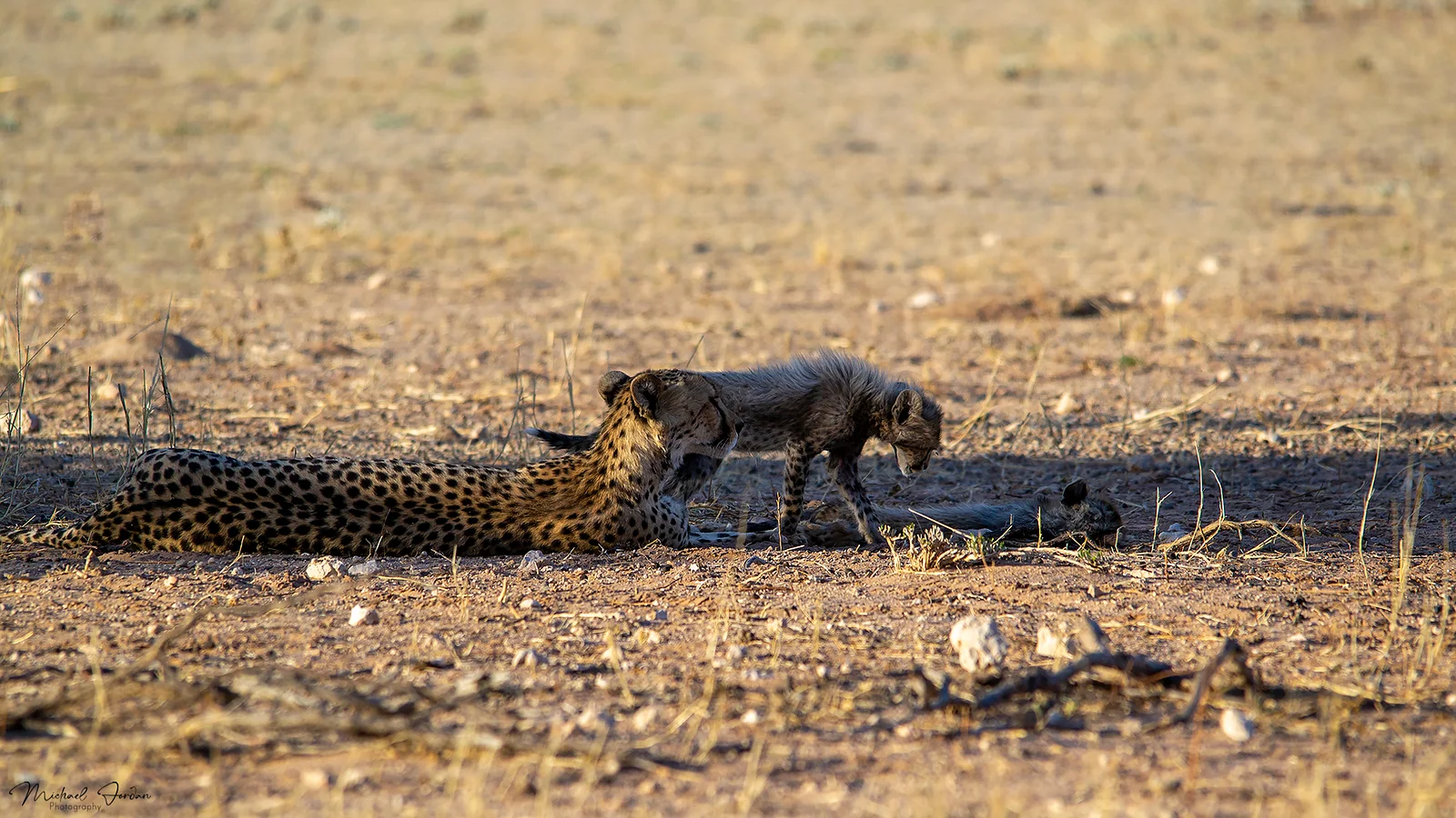 South African cheetah (With a cub), Kgalagadi Transfrontier Park