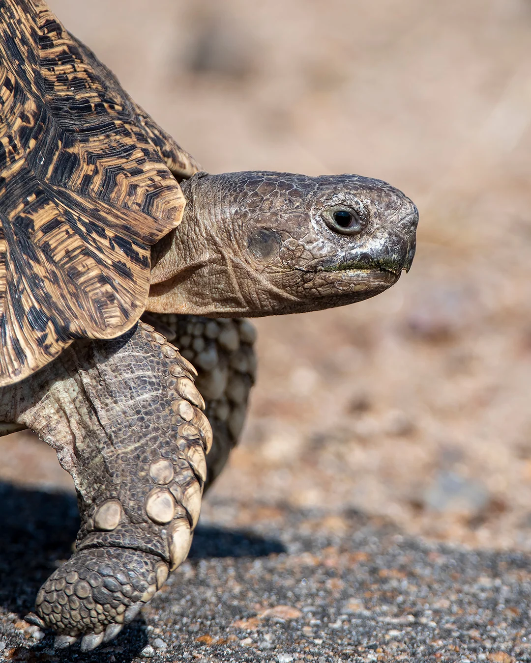 Leopard tortoise, Kruger National Park