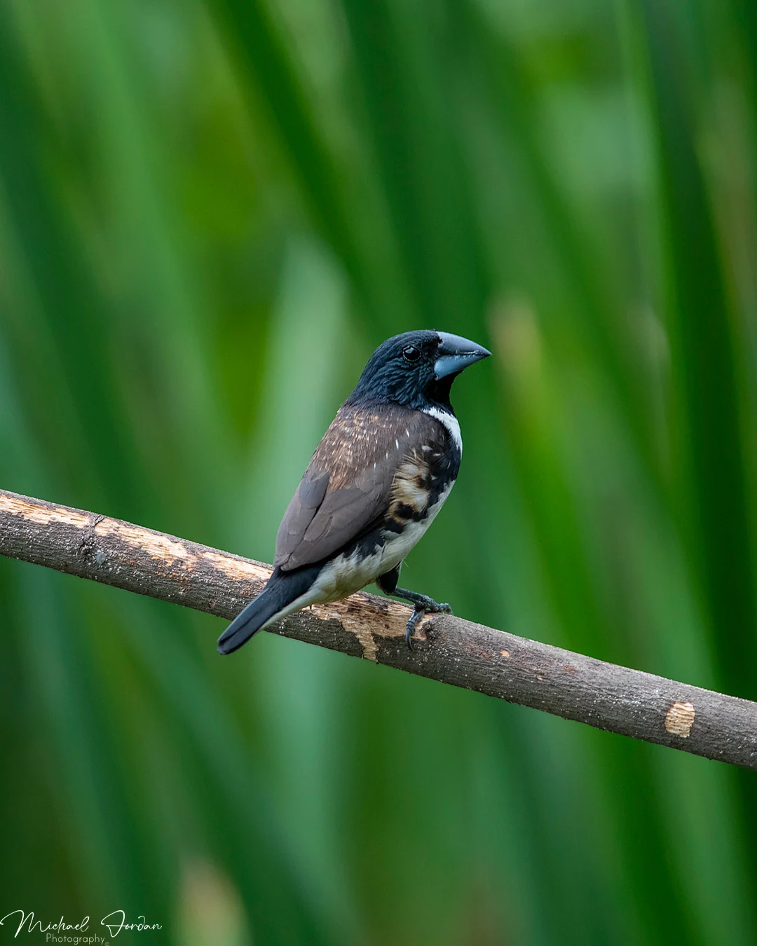 Magpie mannikin