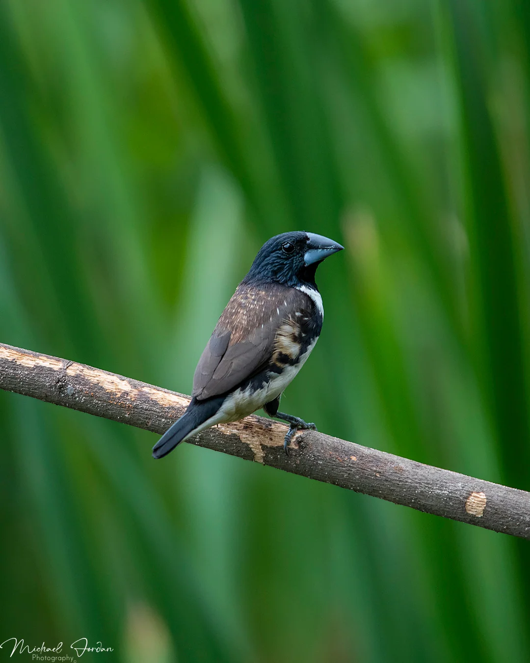 Magpie mannikin, Umbogavango Nature Reserve