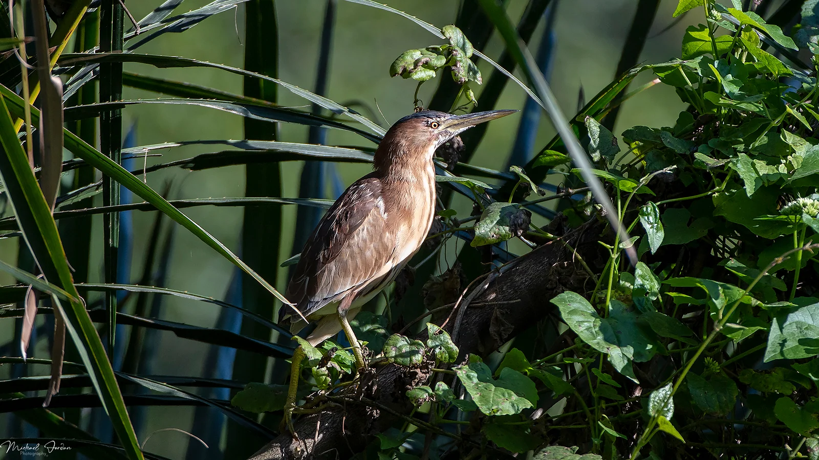 Squacco Heron, Amanzimtoti Bird Sanctuary