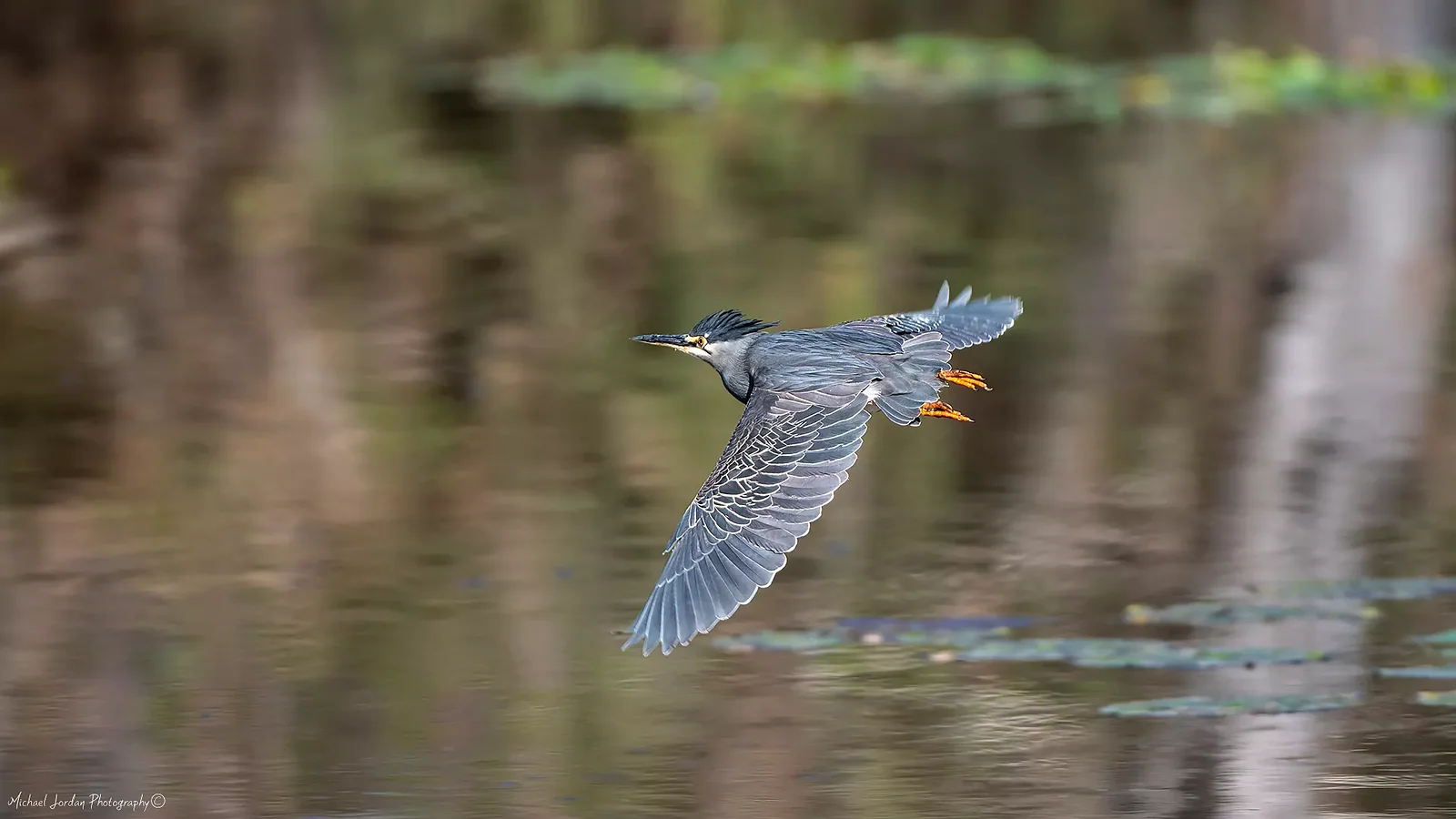 Green-Backed Heron, Kruger National Park
