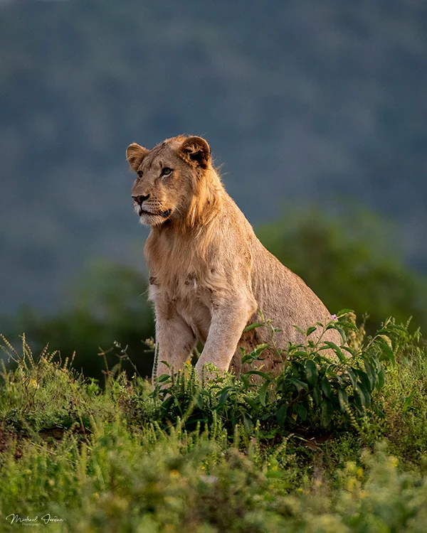 African Lion (Young Male)