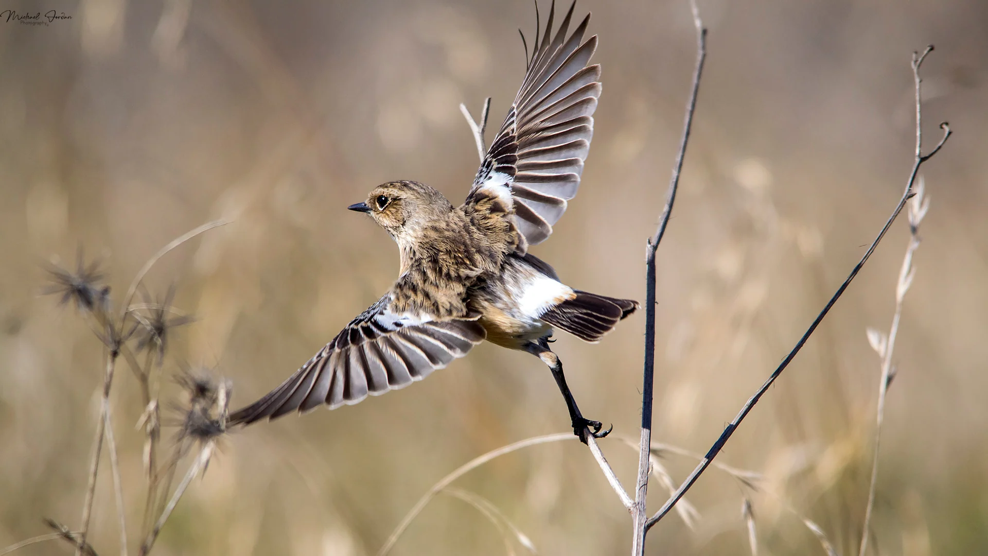 Female Stone Chat