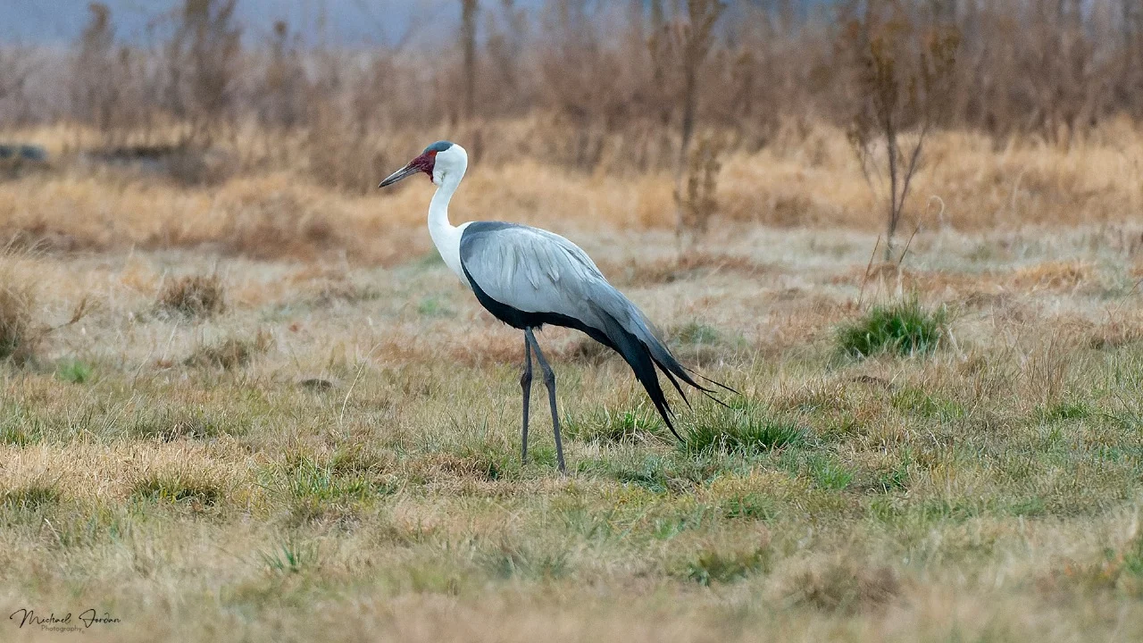 Wattled Crane